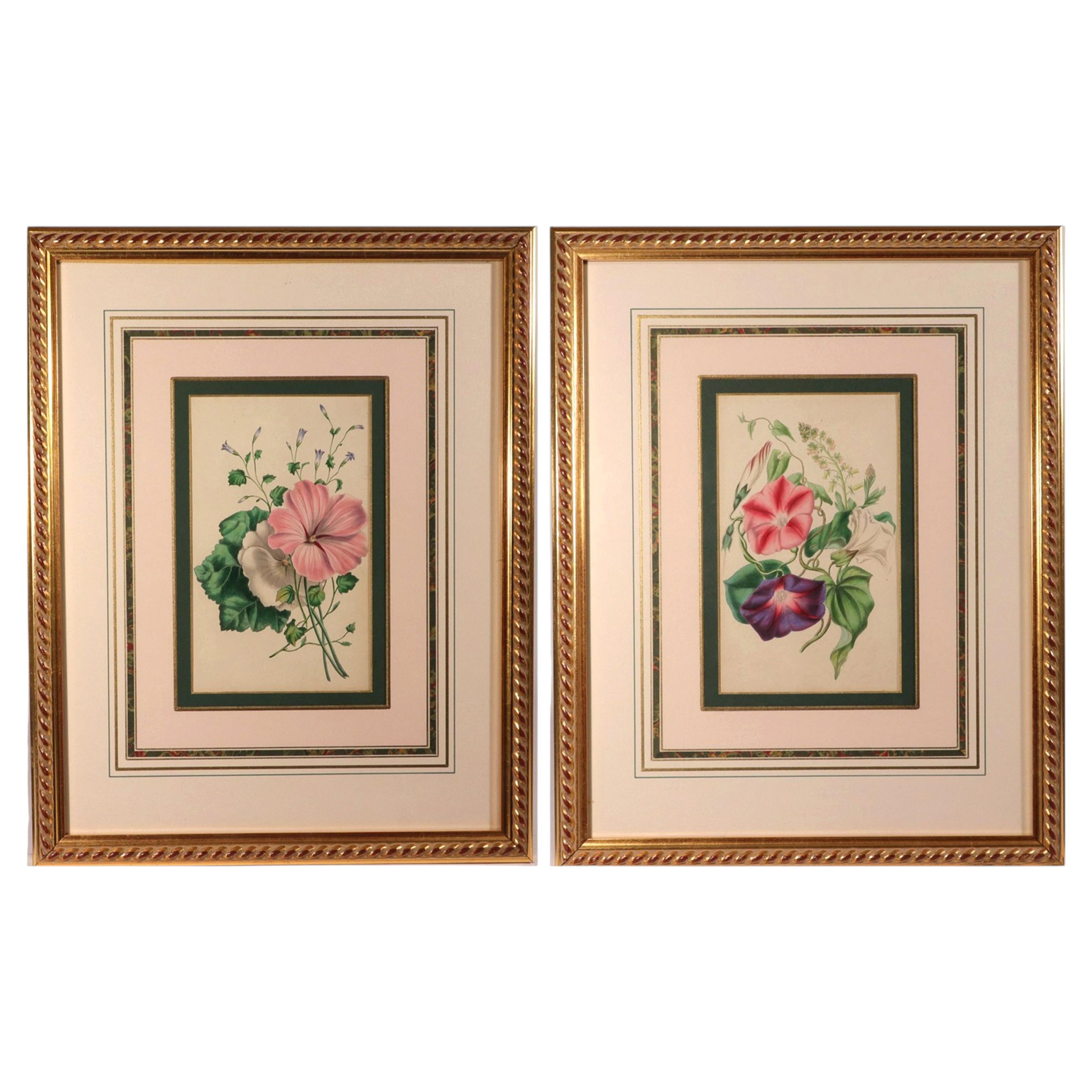 Lessons from the Vegetable World: Robert Mackenzie Stark Botanical Prints 1858 For Sale