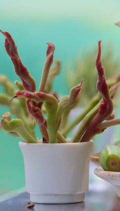 ''Anitas'' Contemporary Magical Realism Still-Live Photography