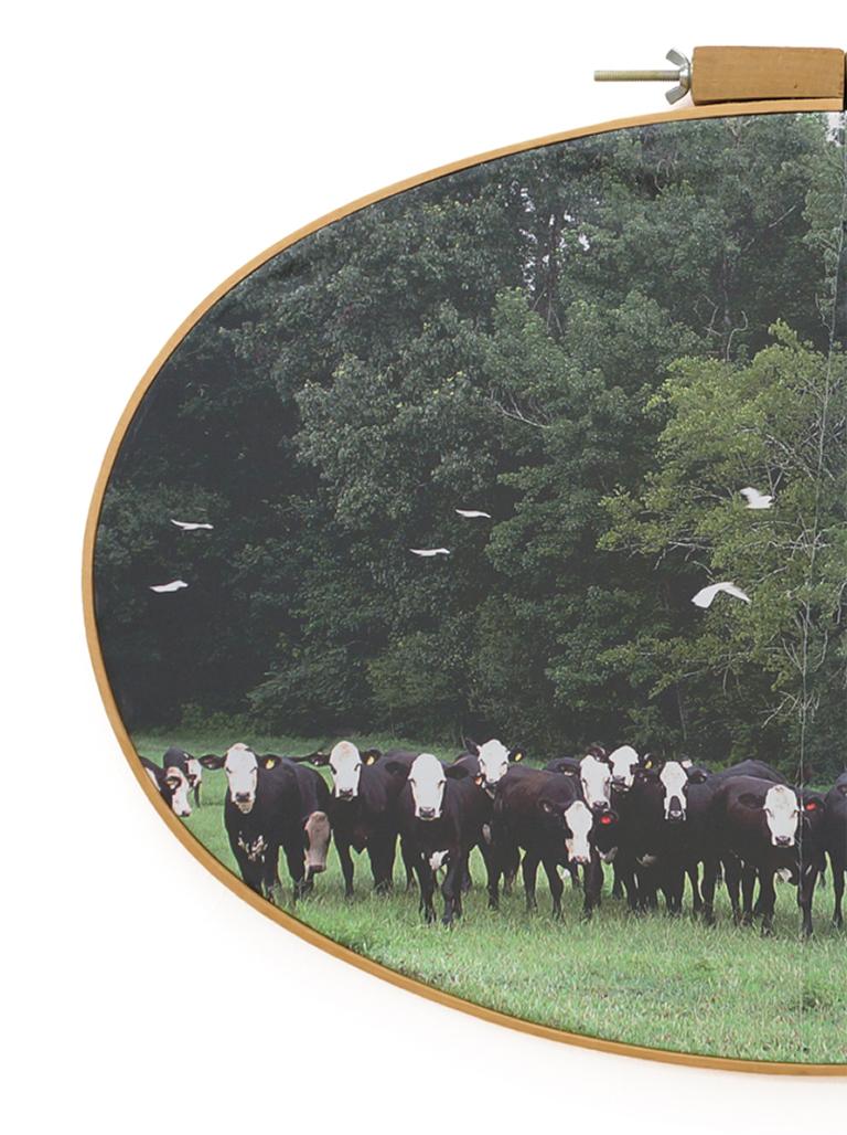 Dixon Correctional Institute - Black & white cows on fabric in embroidery hoop - Photograph by Letitia Huckaby