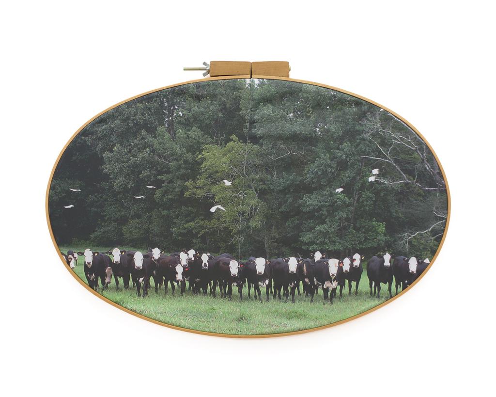 Dixon Correctional Institute - Black & white cows on fabric in embroidery hoop - Brown Figurative Photograph by Letitia Huckaby