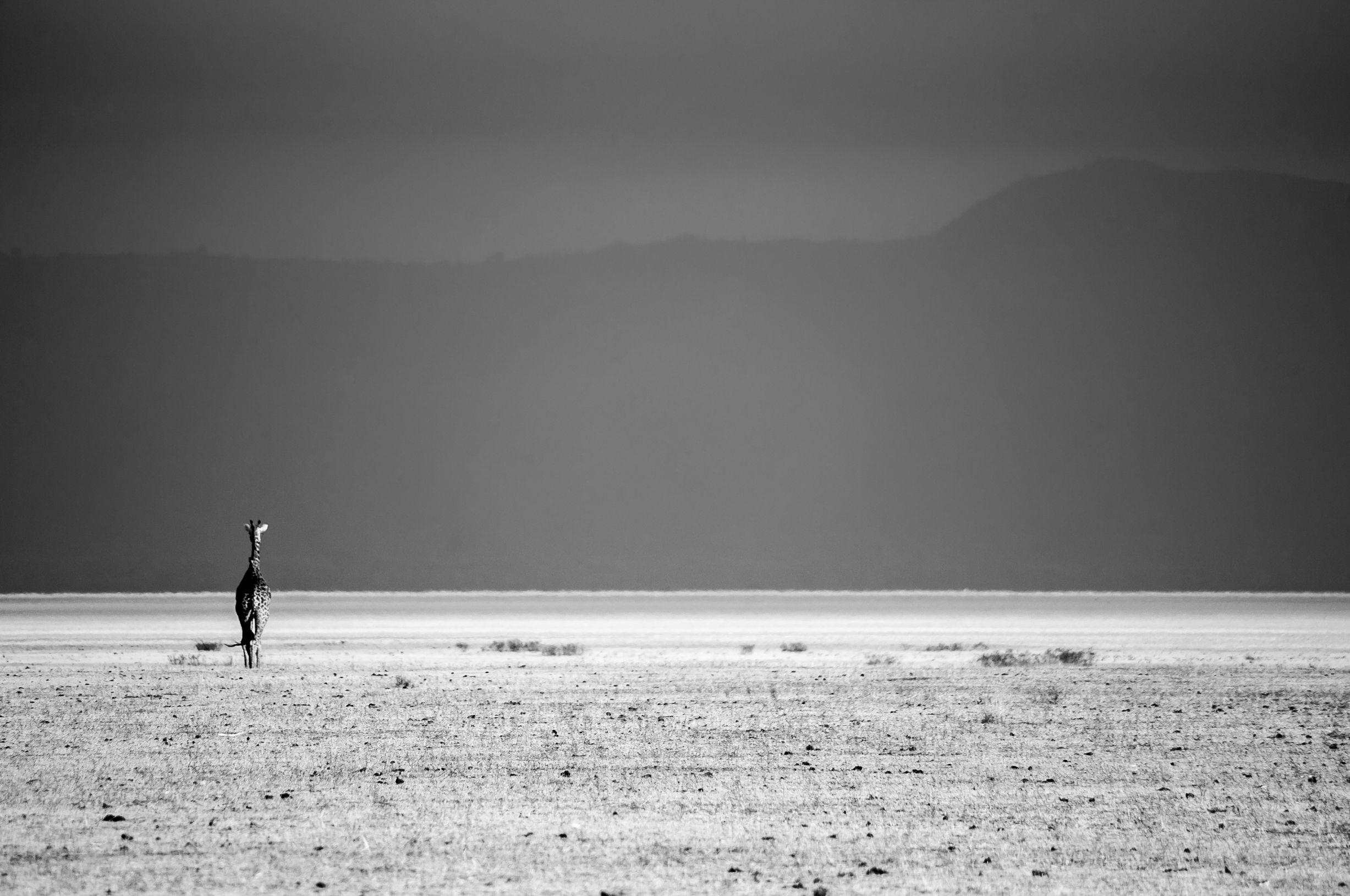 Levi Mendes Black and White Photograph – GOODBYE GIRAFFE LIMITED EDITION 2/20, Fotografie, Archivtinte Jet