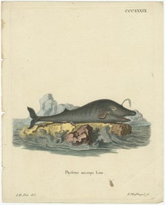 Leviathan of the Depths: The Sperm Whale in 18th Century Scientific Art, 1775