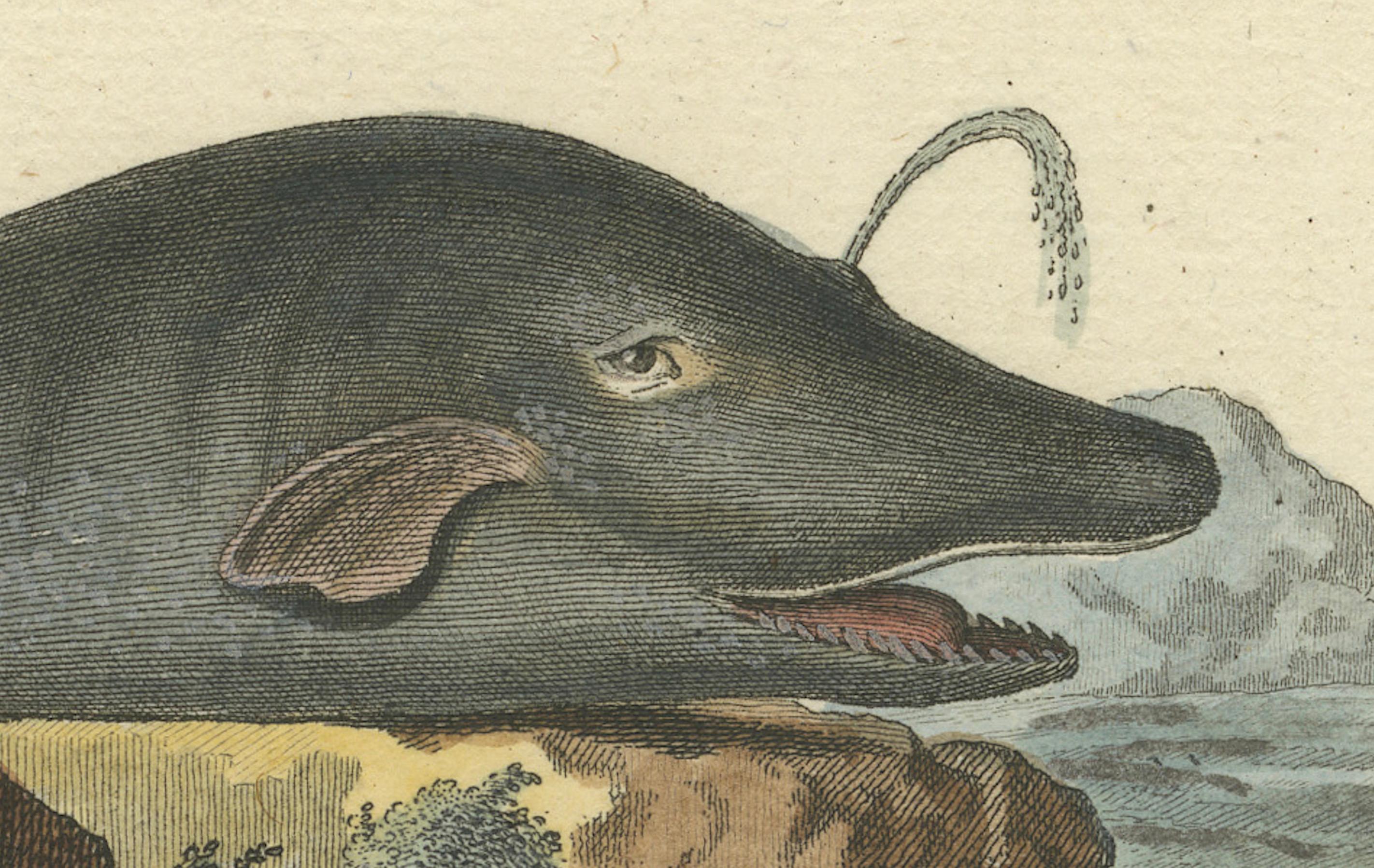 Il Leviatano degli abissi: Il capodoglio nell'arte scientifica del XVIII secolo In condizioni buone in vendita a Langweer, NL