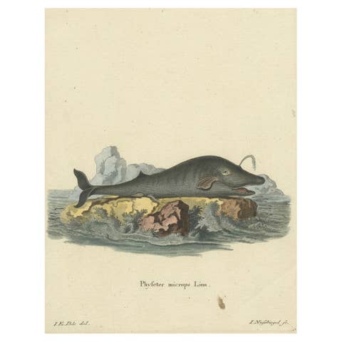 Leviathan of the Depths: The Sperm Whale in 18th Century Scientific Art, 1775