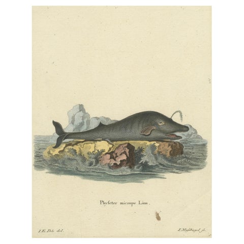Leviathan of the Depths: The Sperm Whale in 18th Century Scientific Art, 1775