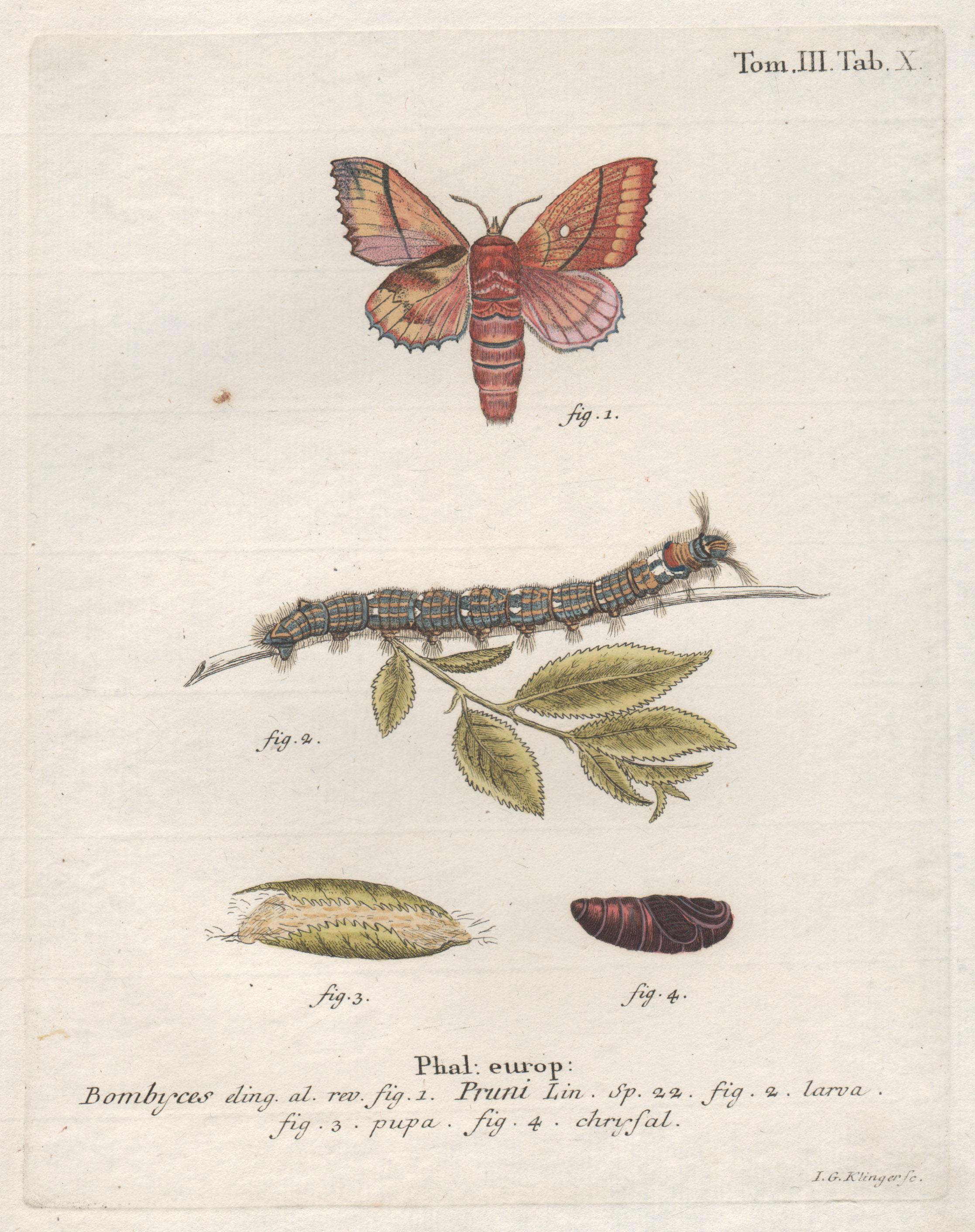 LG Klinger (engraver) Print - Esper Antique 18th century Moth engraving with original hand-colouring