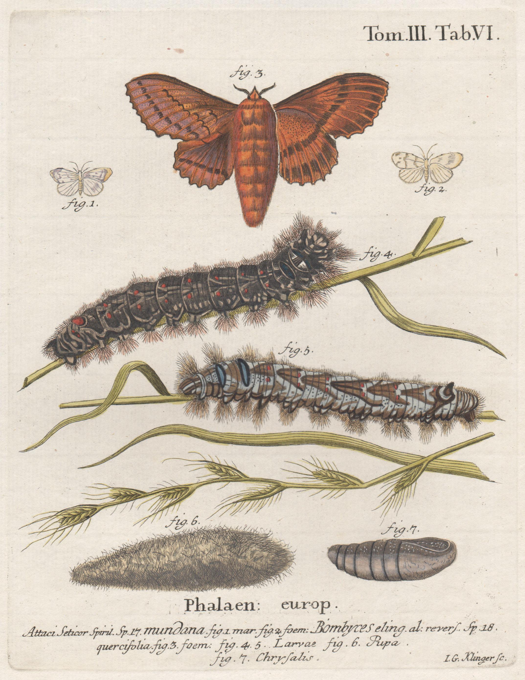 LG Klinger (engraver) Print - Esper Antique 18th century Moth engraving with original hand-colouring