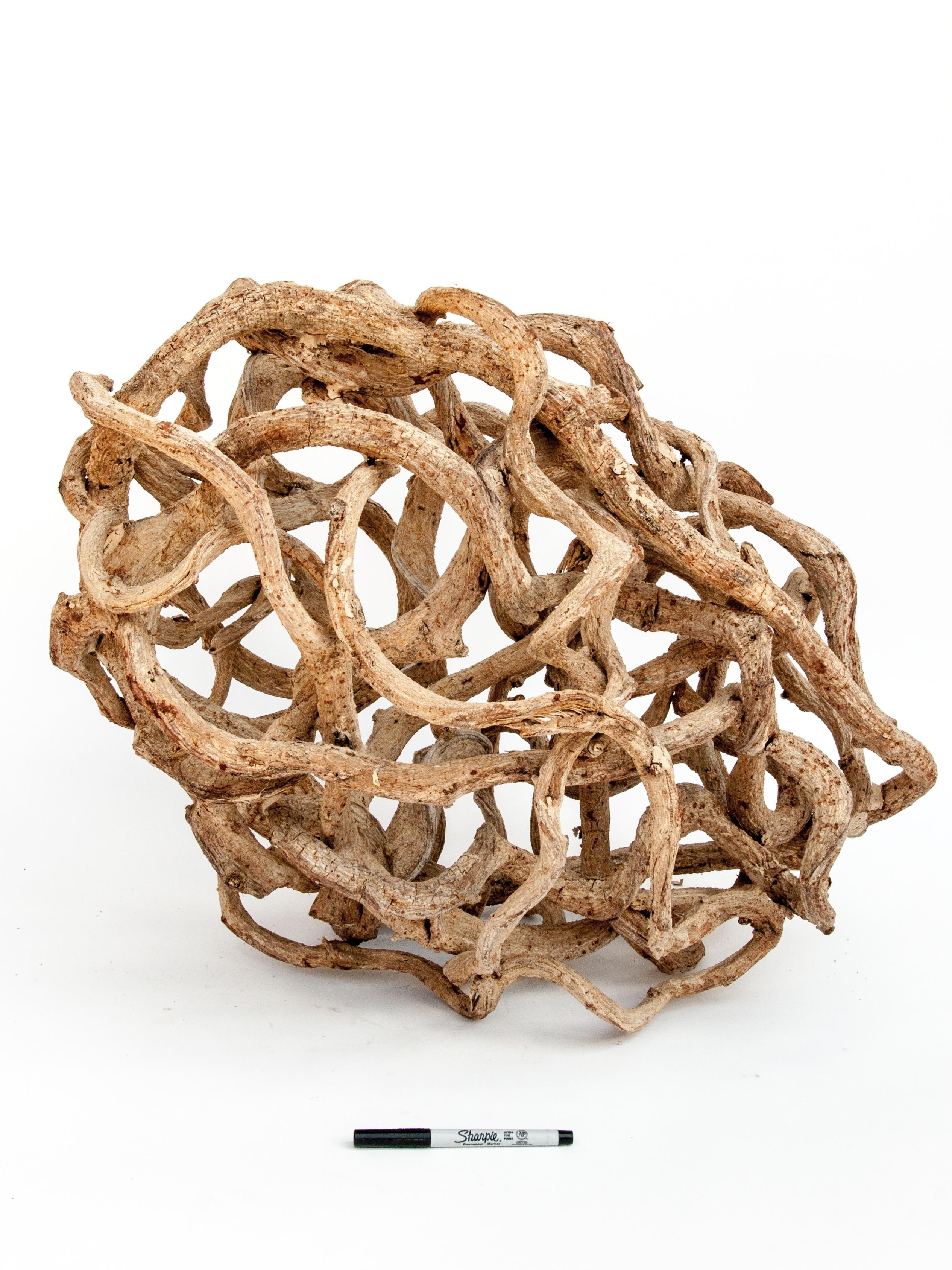 Liana Vine Organic Sculpture in Ovoid Shape, from Thailand 7