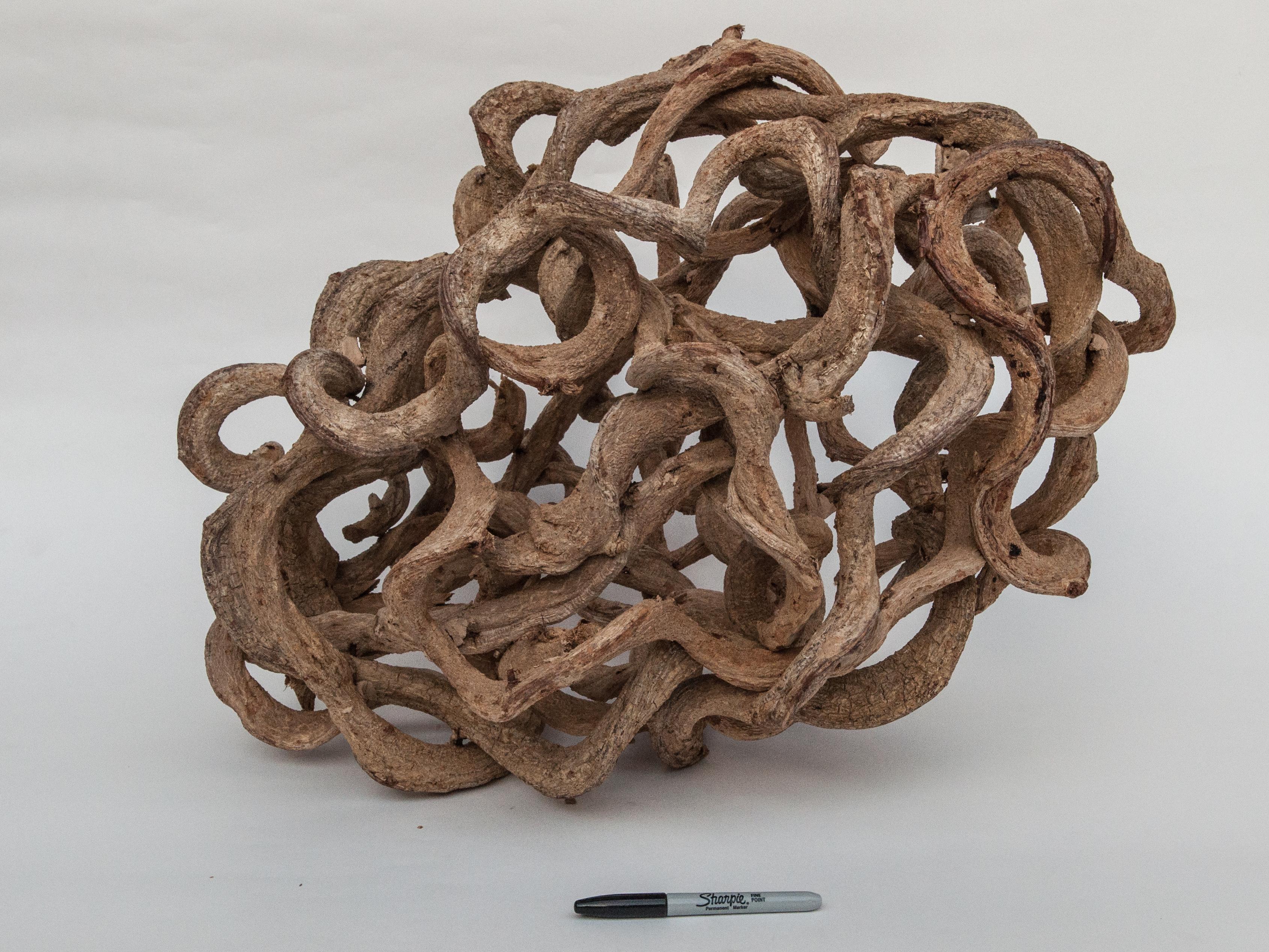 Liana Vine organic sculpture in ovoid shape from Thailand.
Offered by Bruce Hughes.
The liana vines for this piece were gathered from the forests of eastern Thailand. They were cleaned and bleached and wound together into an ovoid shape.
This