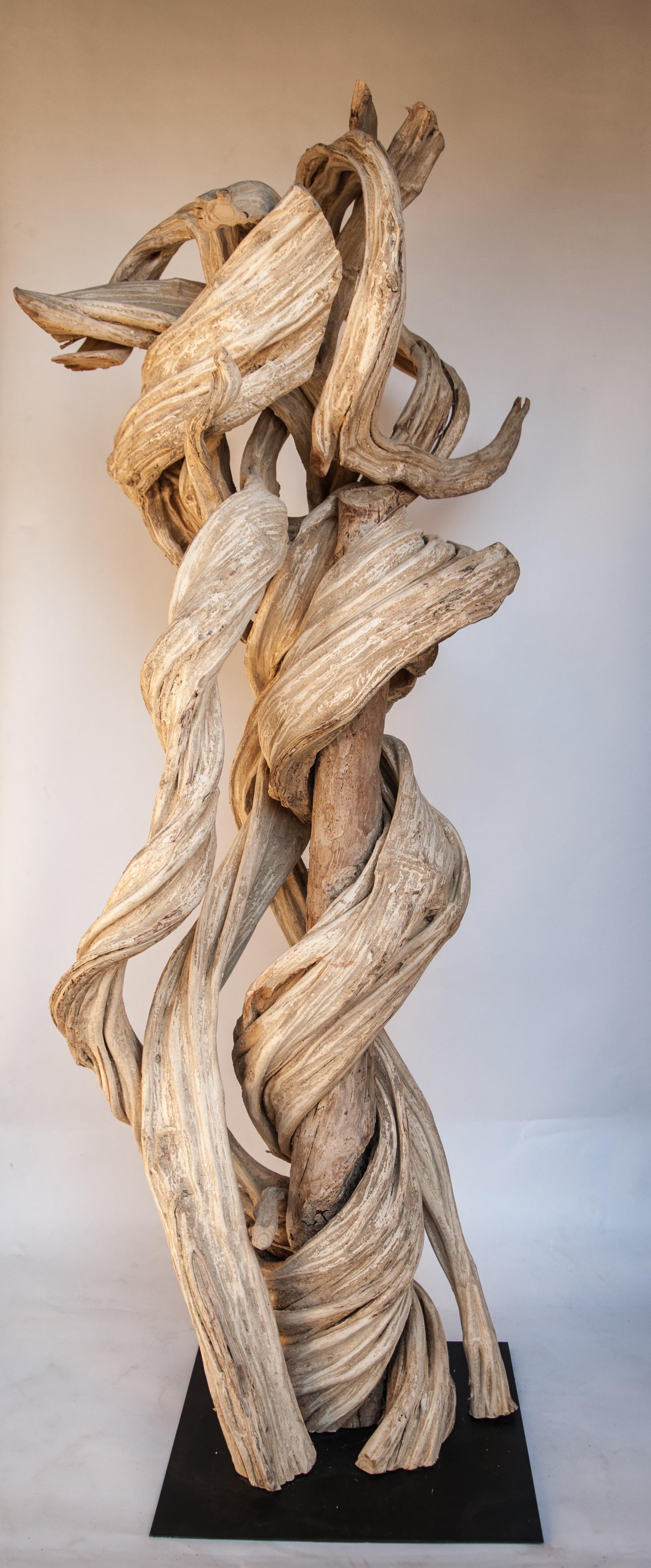 Liana Vine sculpture on a metal stand. 76 inches tall from Thailand.
Offered by Bruce Hughes.
This fabulously intertwined liana vine was gathered from the forests of eastern Thailand, selected for its beautiful form. It was cleaned and bleached