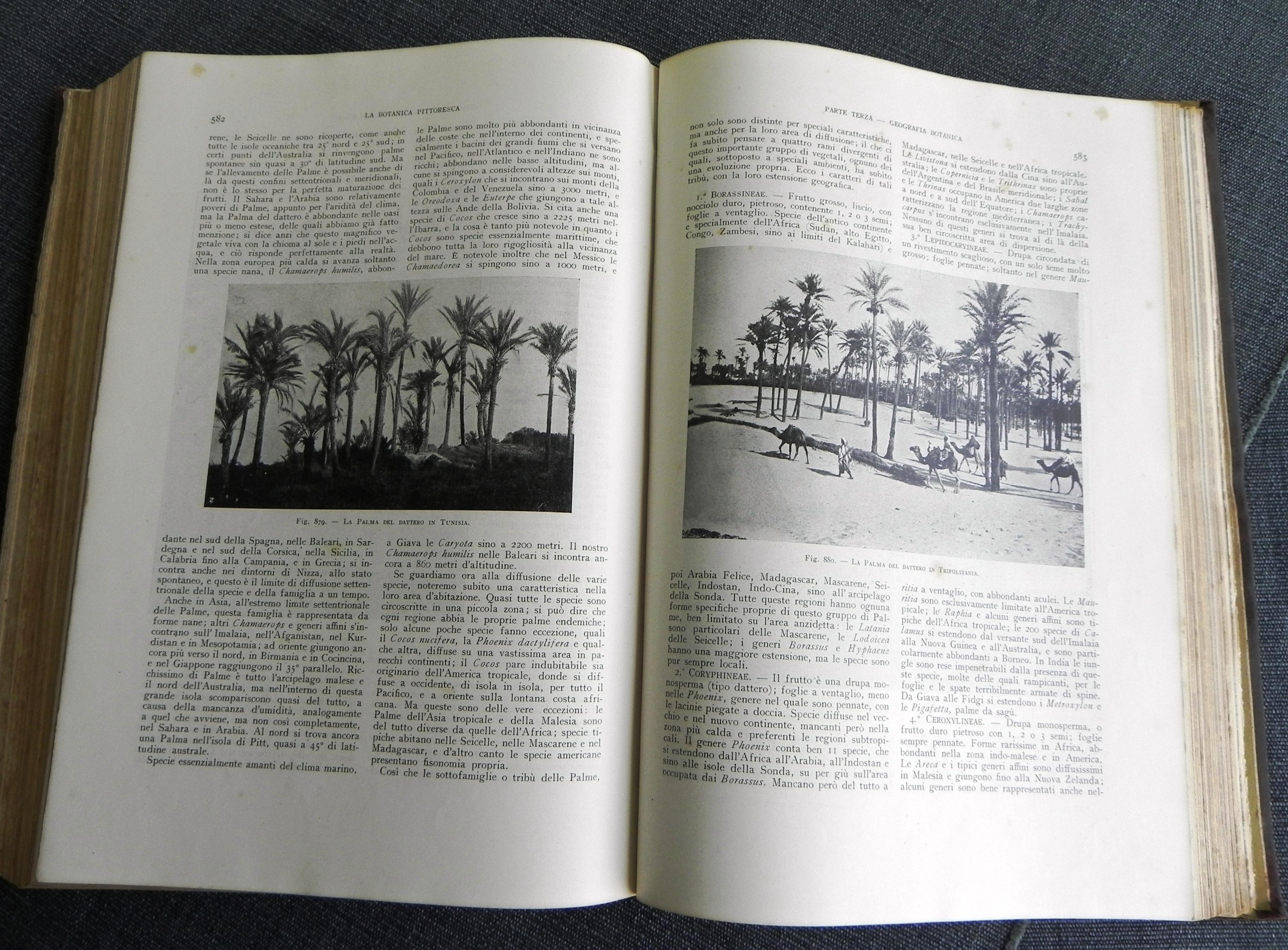 libro antico, la Botanica pittoresca. edizione del 1929 For Sale 2