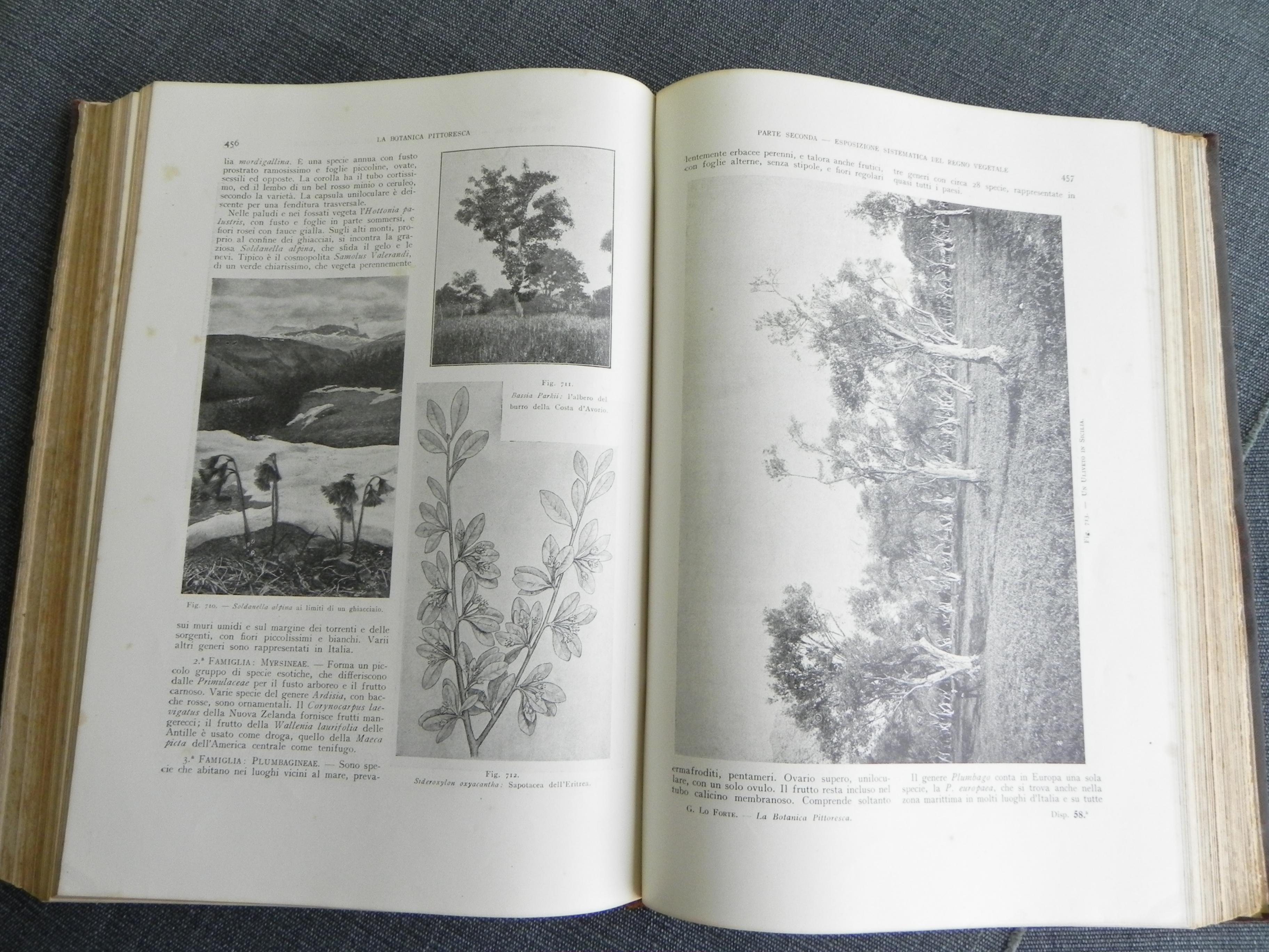 libro antico, la Botanica pittoresca. edizione del 1929 For Sale 3