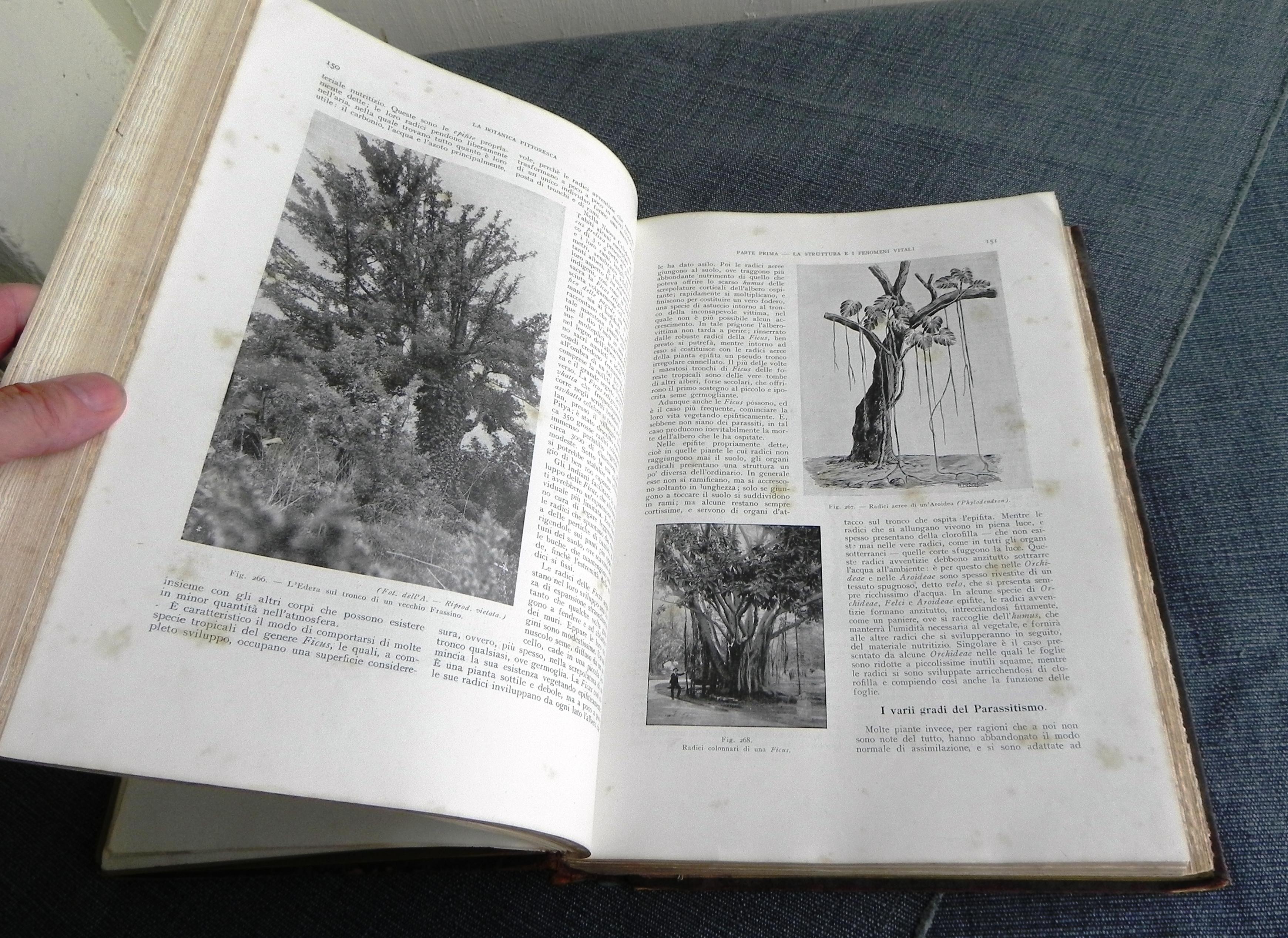 Early 20th Century libro antico, la Botanica pittoresca. edizione del 1929 For Sale