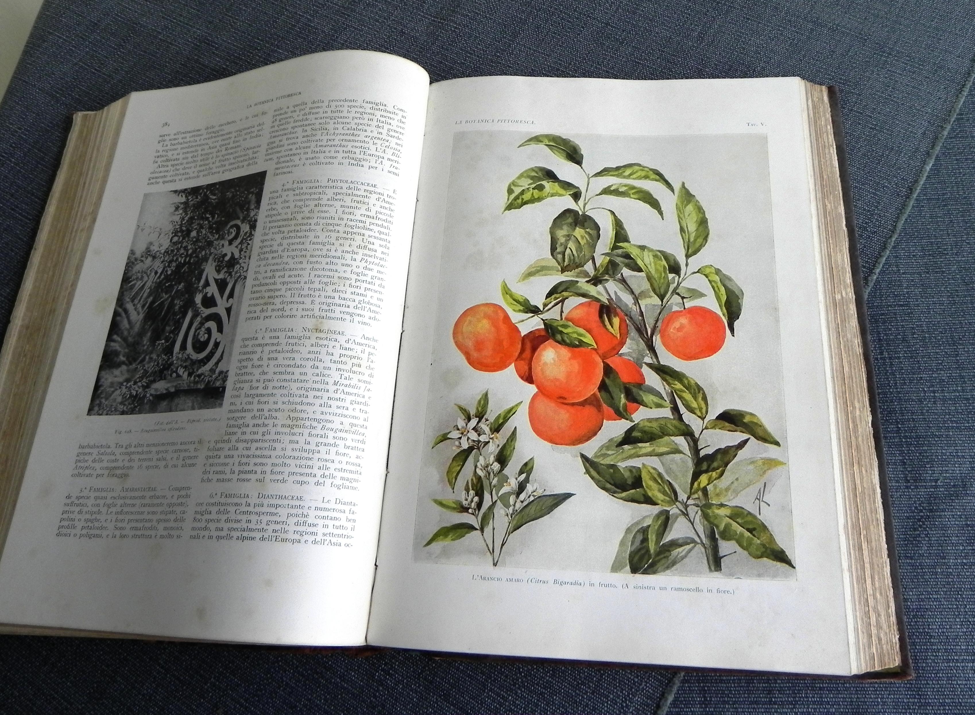 Paper libro antico, la Botanica pittoresca. edizione del 1929 For Sale
