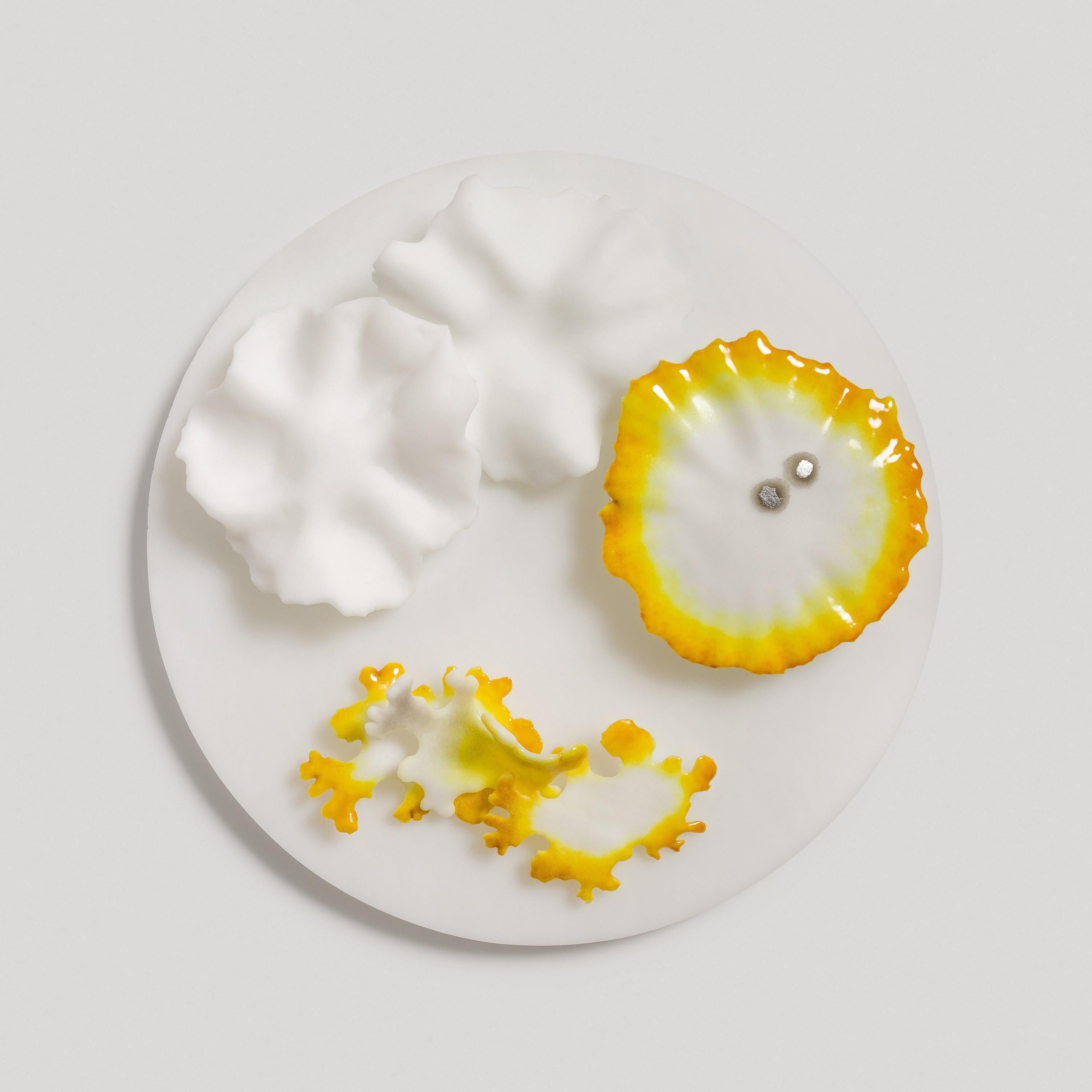 XXIe siècle et contemporain Études de Lichen « I to IV » une installation en verre gris et jaune par Verity Pulford en vente
