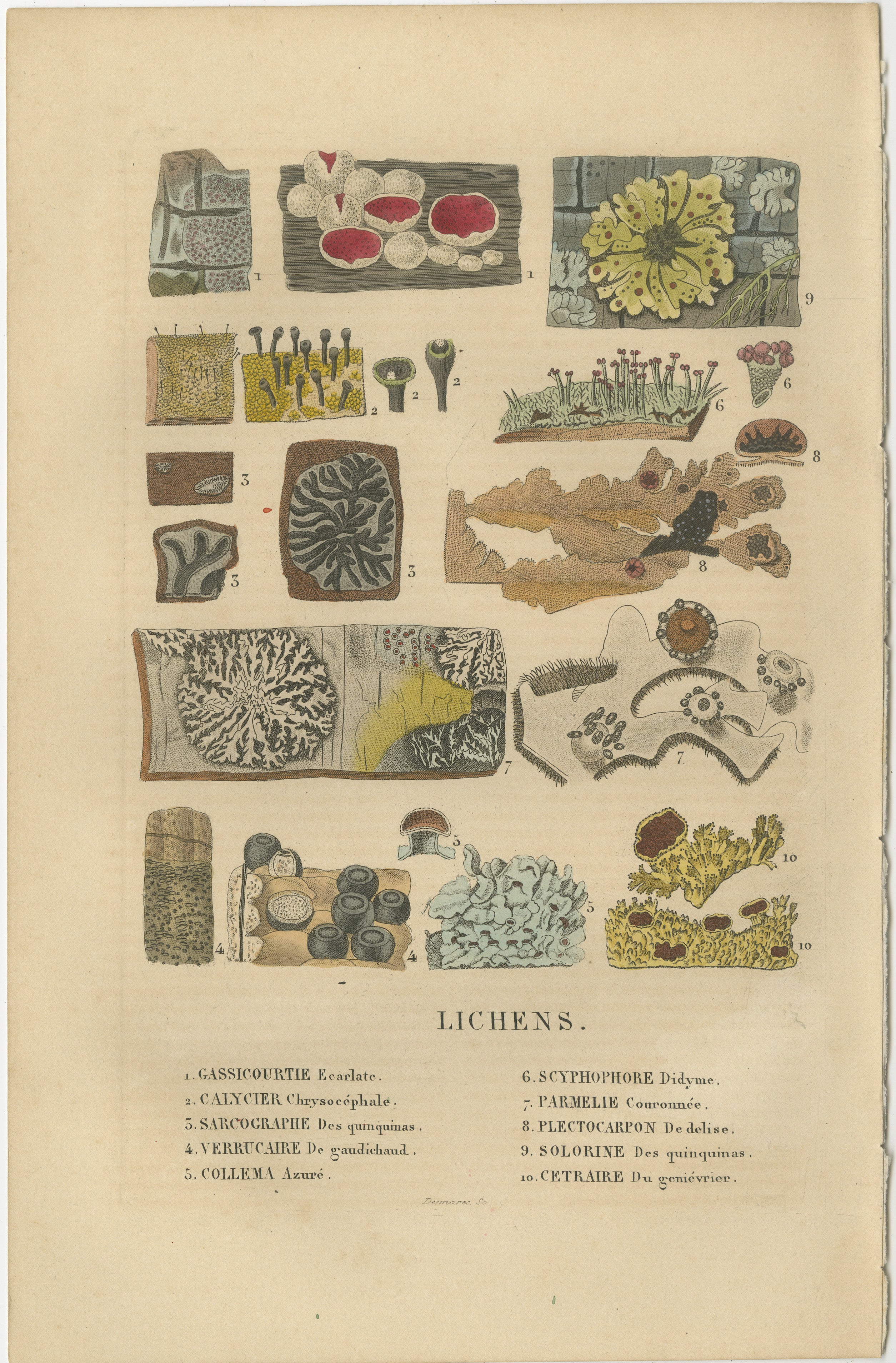 The image is an intricate hand-colored engraving showcasing a variety of lichen species. Lichens are symbiotic organisms composed of fungi and algae living together. They are known for their diverse forms and are often found growing on rocks, trees,