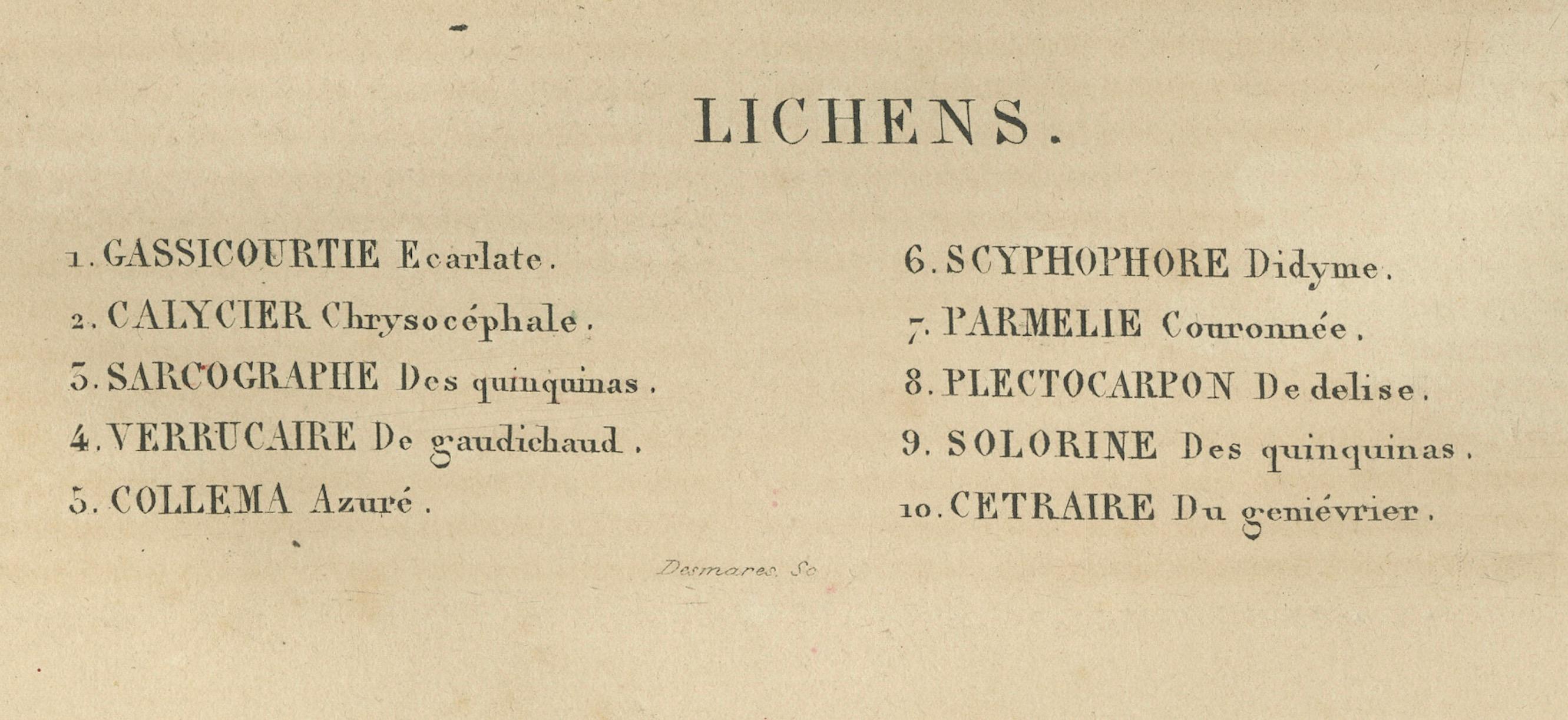 Lichen Varieties: A Collection of Symbiotic Elegance Engraved and Colored, 1845 In Good Condition For Sale In Langweer, NL