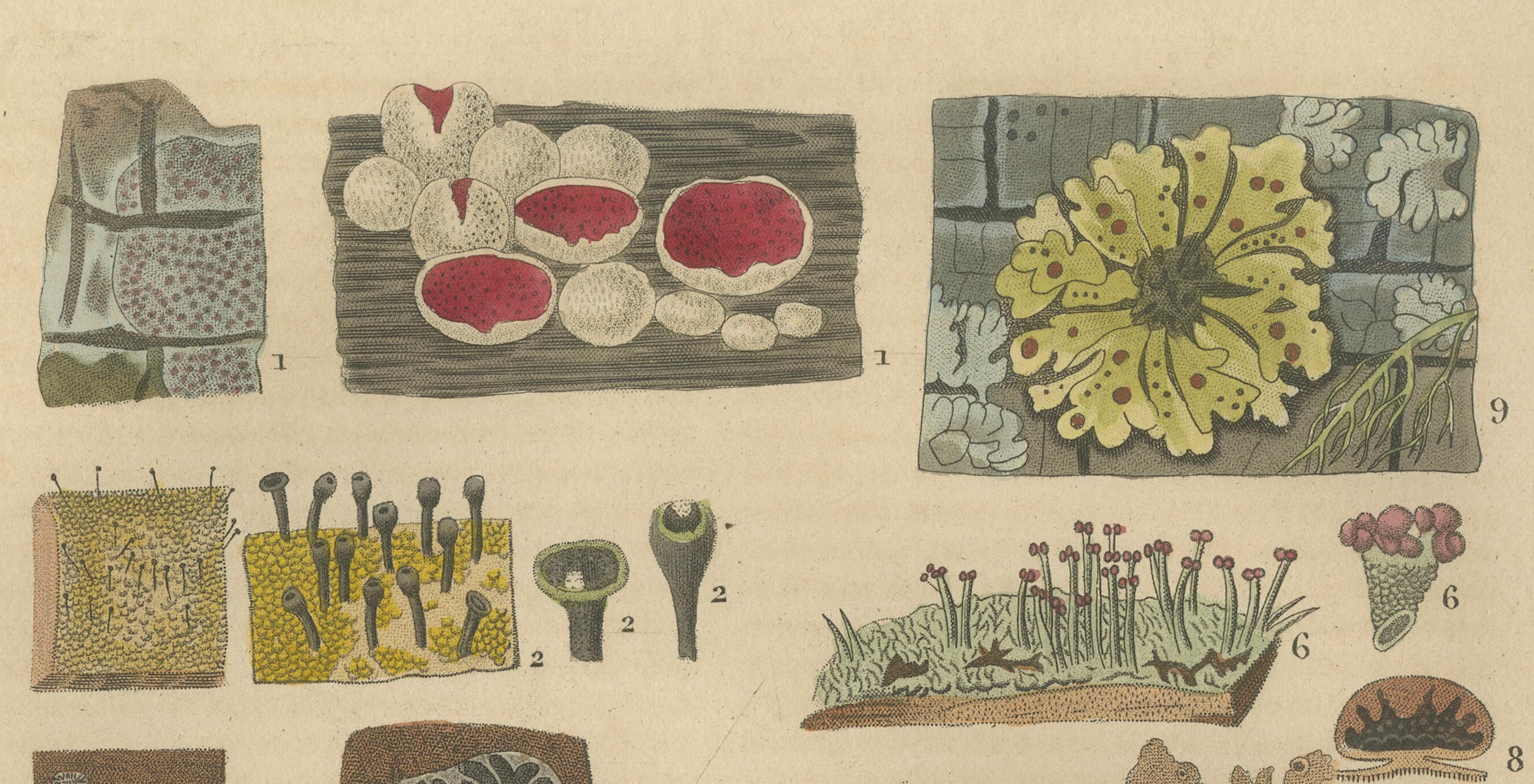 Lichen Varieties: A Collection of Symbiotic Elegance Engraved and Colored, 1845 For Sale 1