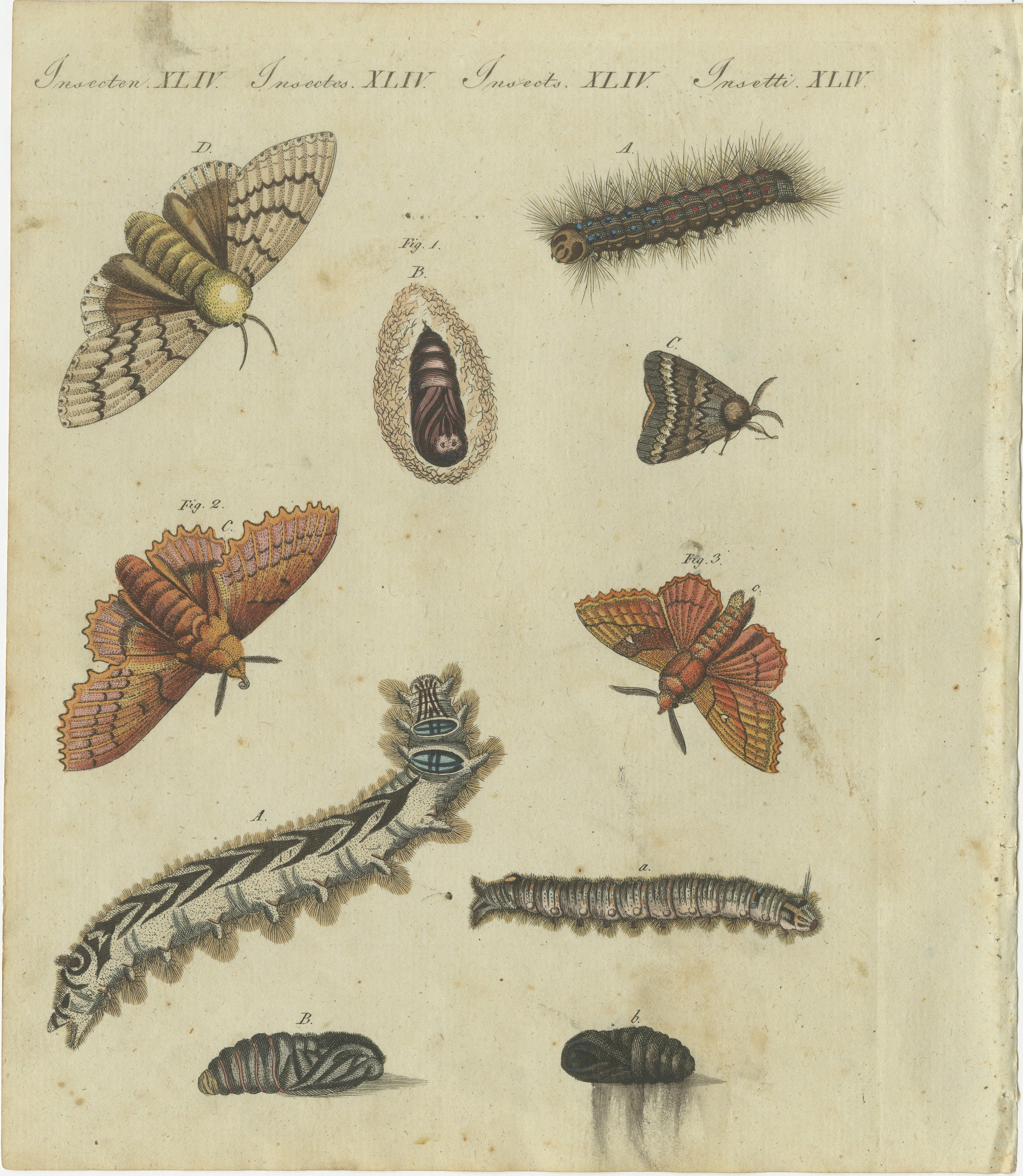 Zigeunermotte, Lymantria dispar 1, Lappenspinner, Gastropacha quercifolia 2, und Pflaumenwickler, Odonestis pruni 3, mit Raupe und Puppe.

Titel: 