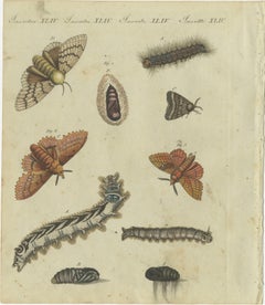 Life Cycle of Moths and Caterpillars: Stages of Transformation, Bertuch, 1805