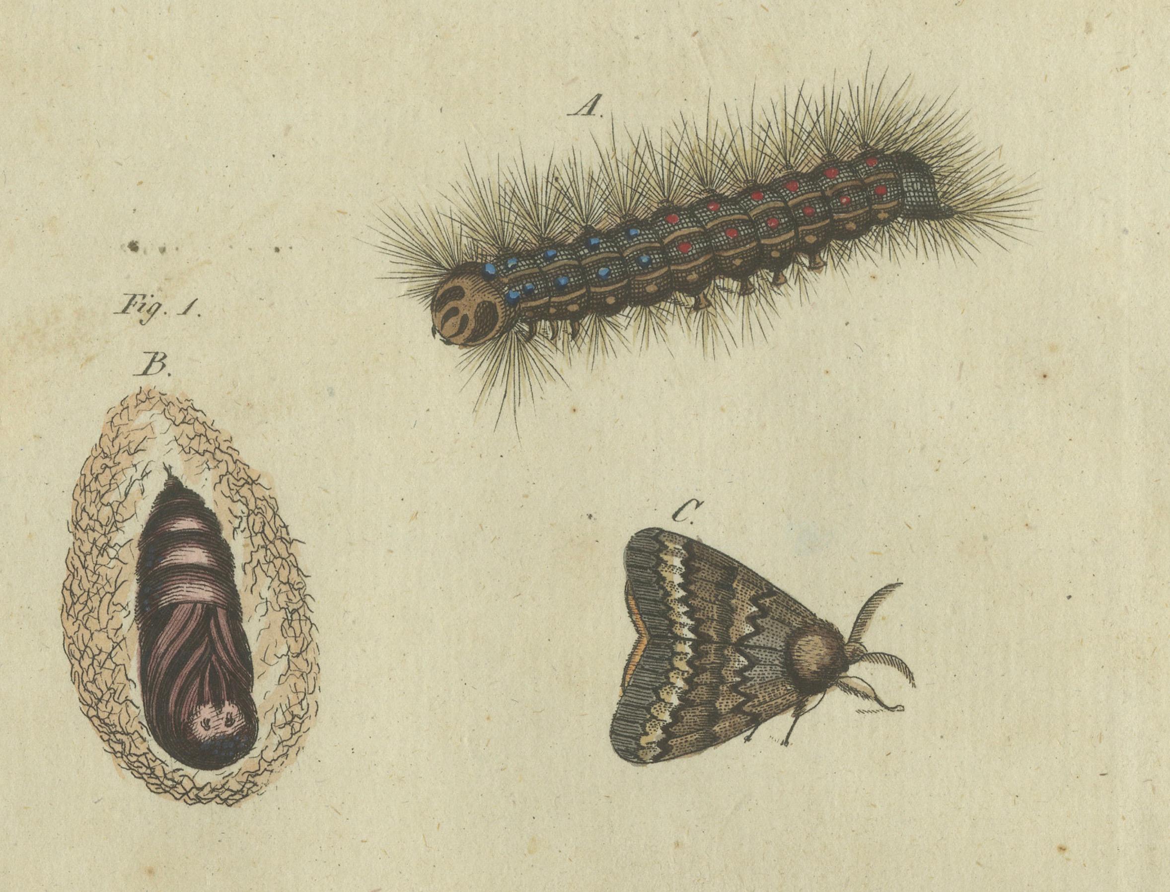 Lebenszyklus von Motten und Raupen: Die Stadien der Verwandlung, Bertuch, 1805 (Frühes 19. Jahrhundert) im Angebot