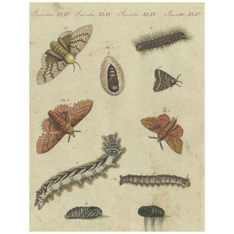 Life Cycle of Moths and Caterpillars: Stages of Transformation, Bertuch, 1805