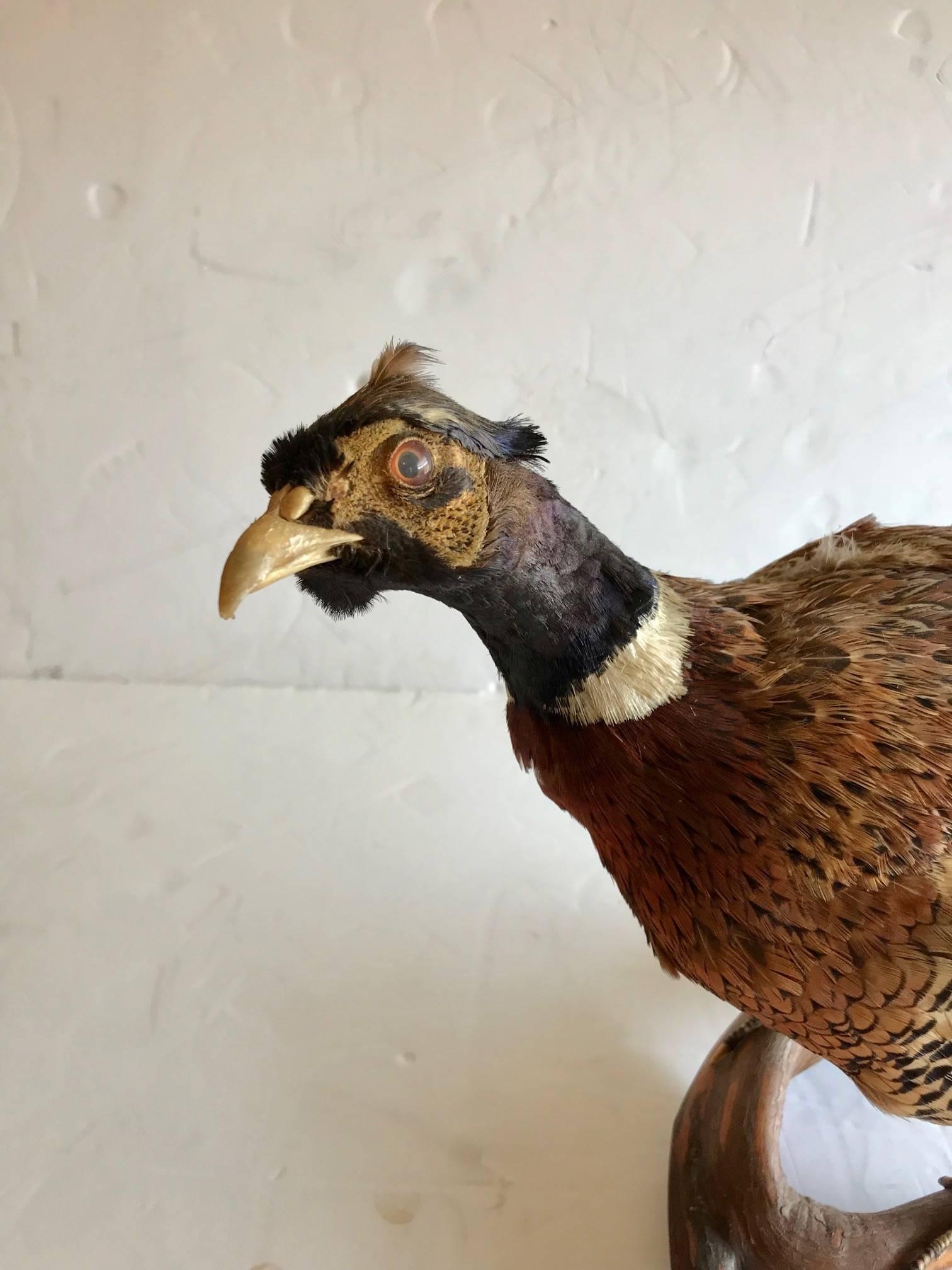 A beautiful life like stuffed taxidermy pheasant with earthy colors standing on a branch.