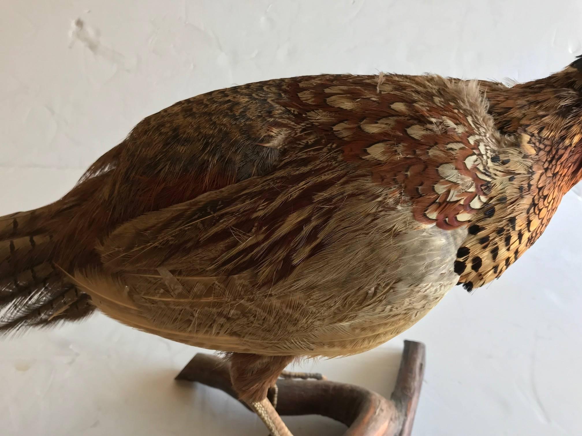 Life Like Taxidermy Pheasant In Good Condition In Hopewell, NJ