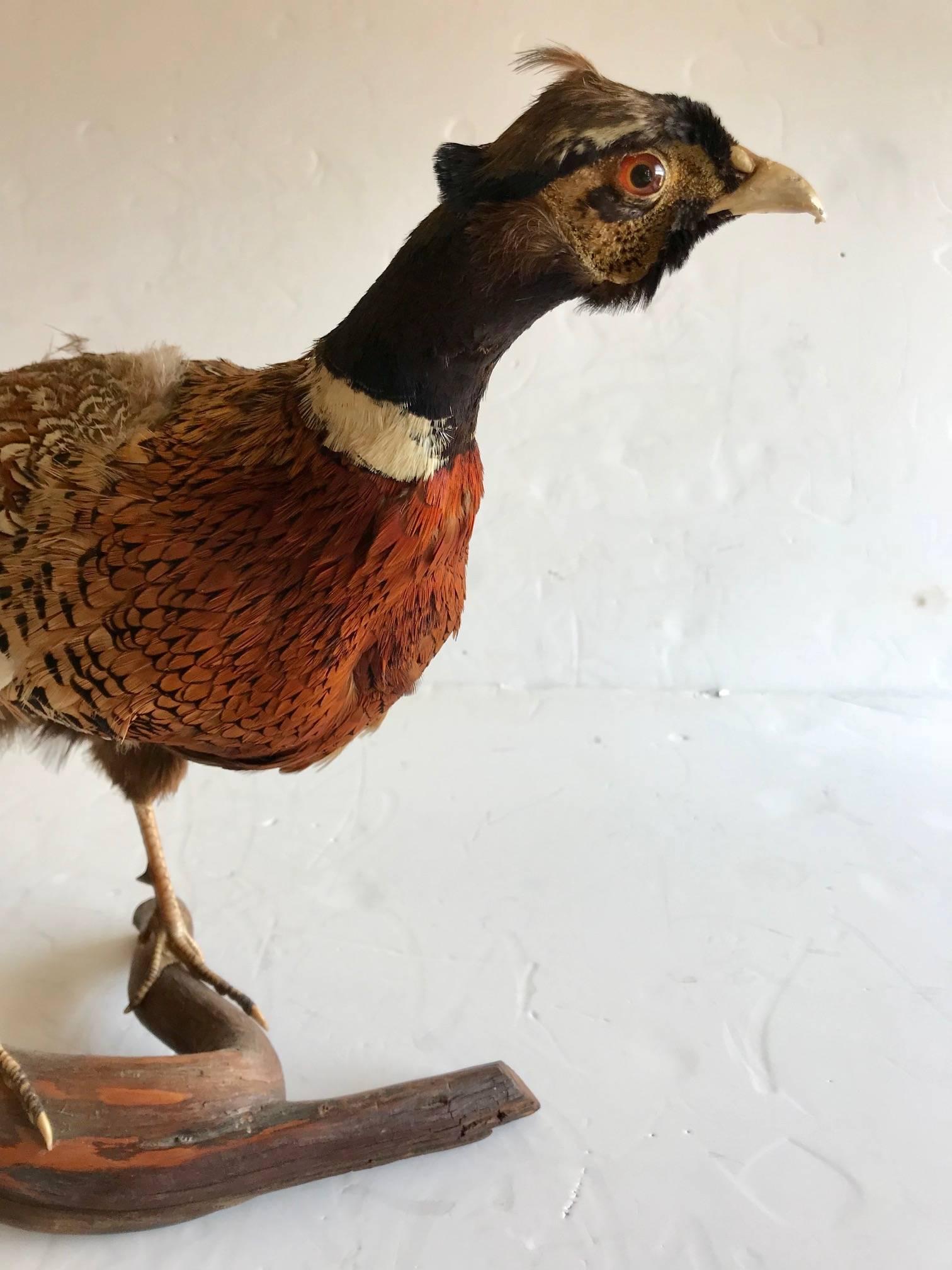Feathers Life Like Taxidermy Pheasant