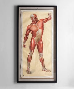 Lifesize Anatomic Scroll, circa 1920