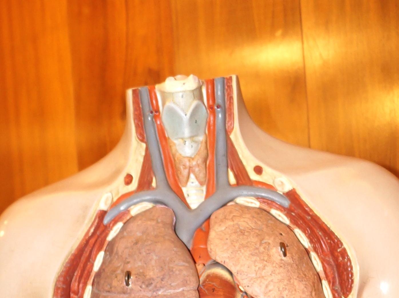 Plastic Life-Size Anatomical Model, Germany, 1950 For Sale