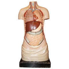 Life-Size Anatomical Model, Germany, 1950