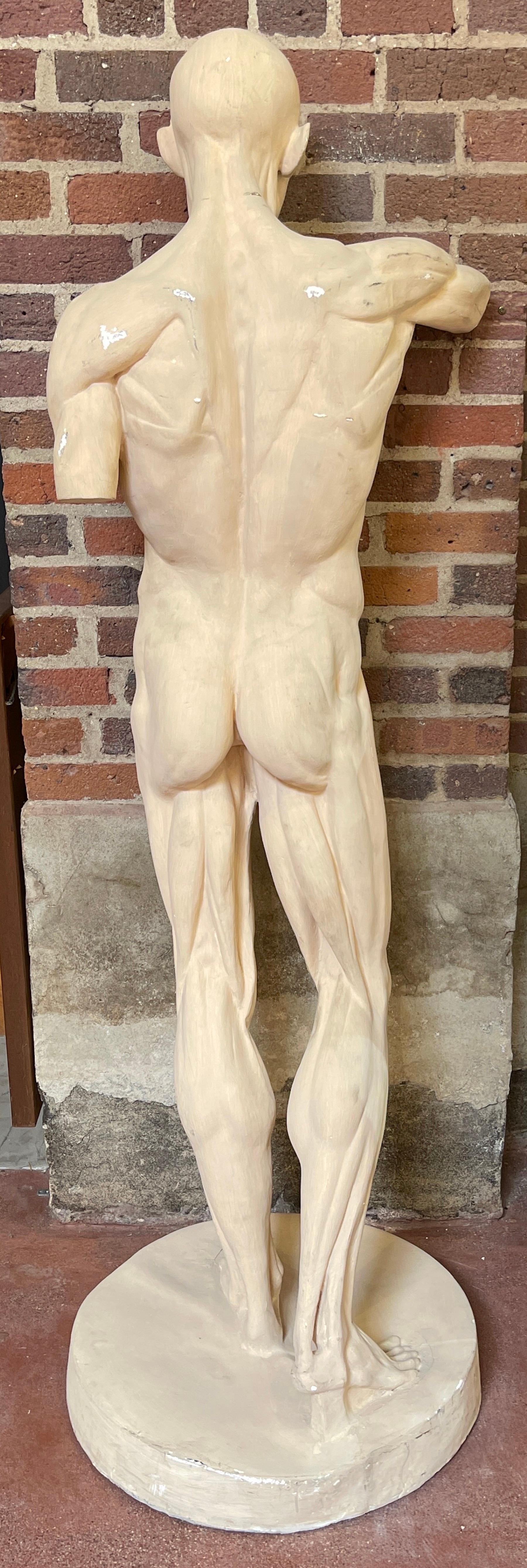 20th Century Life Size Anatomical Study of Flayed Male L'ecorche after Jean-Antoine Houdon