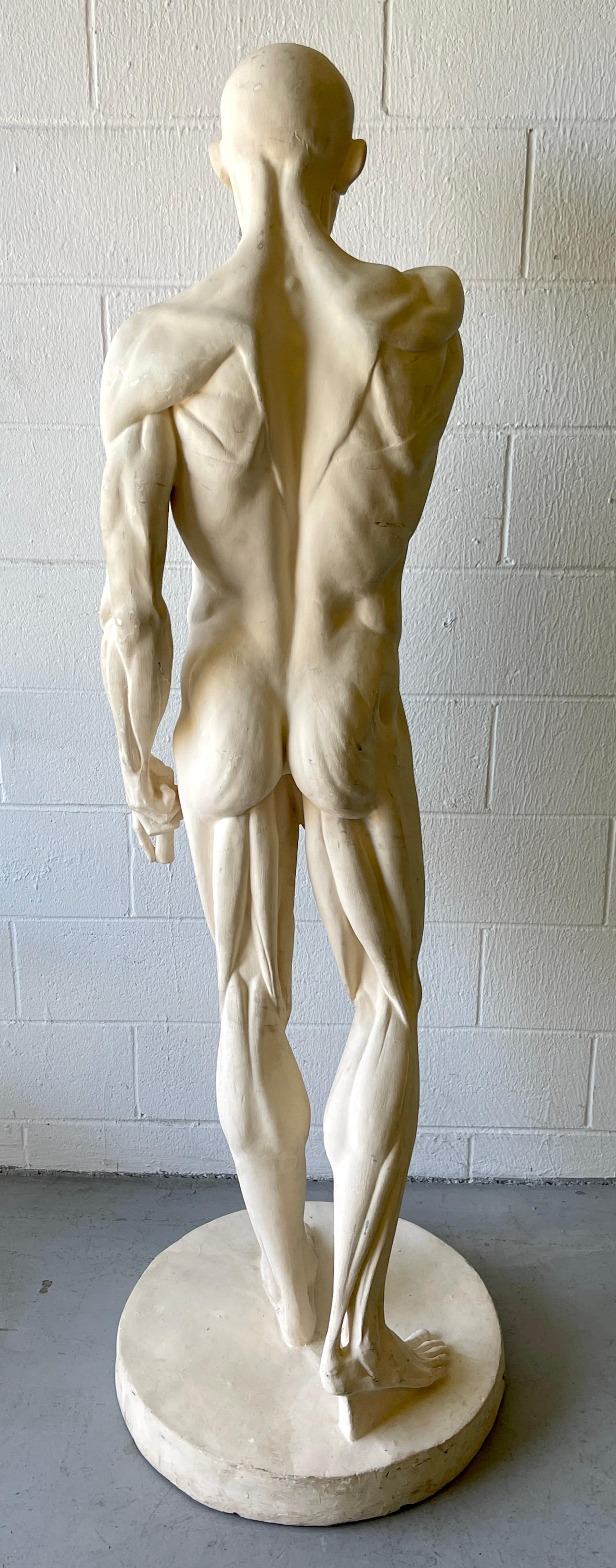 20ième siècle Étude anatomique grandeur nature d'un L'ecorche masculin évasé d'après Jean-Antoine Houdon en vente