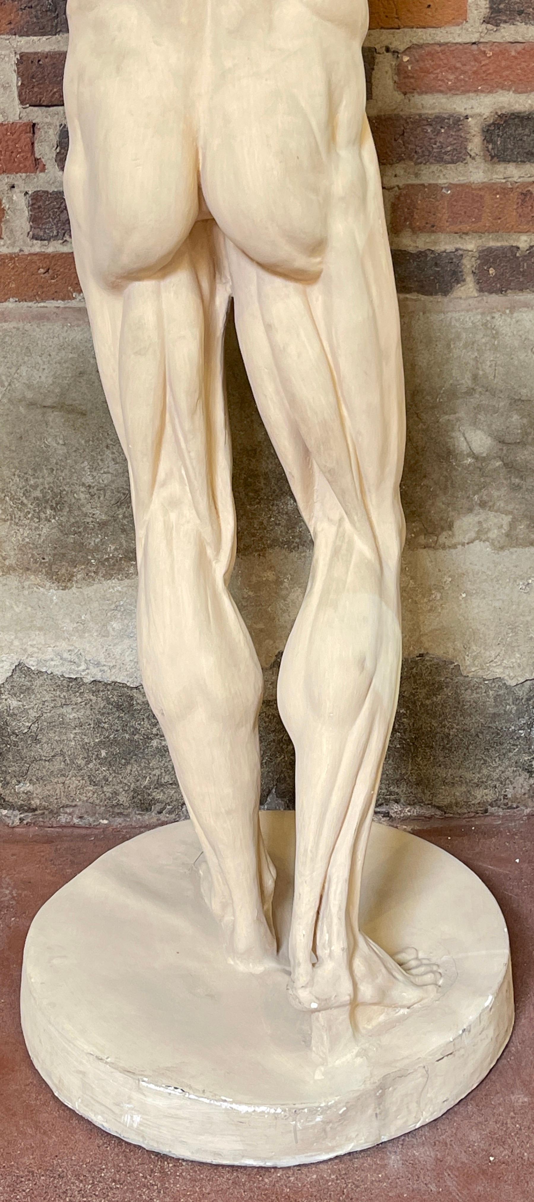Life Size Anatomical Study of Flayed Male L'ecorche after Jean-Antoine Houdon 1