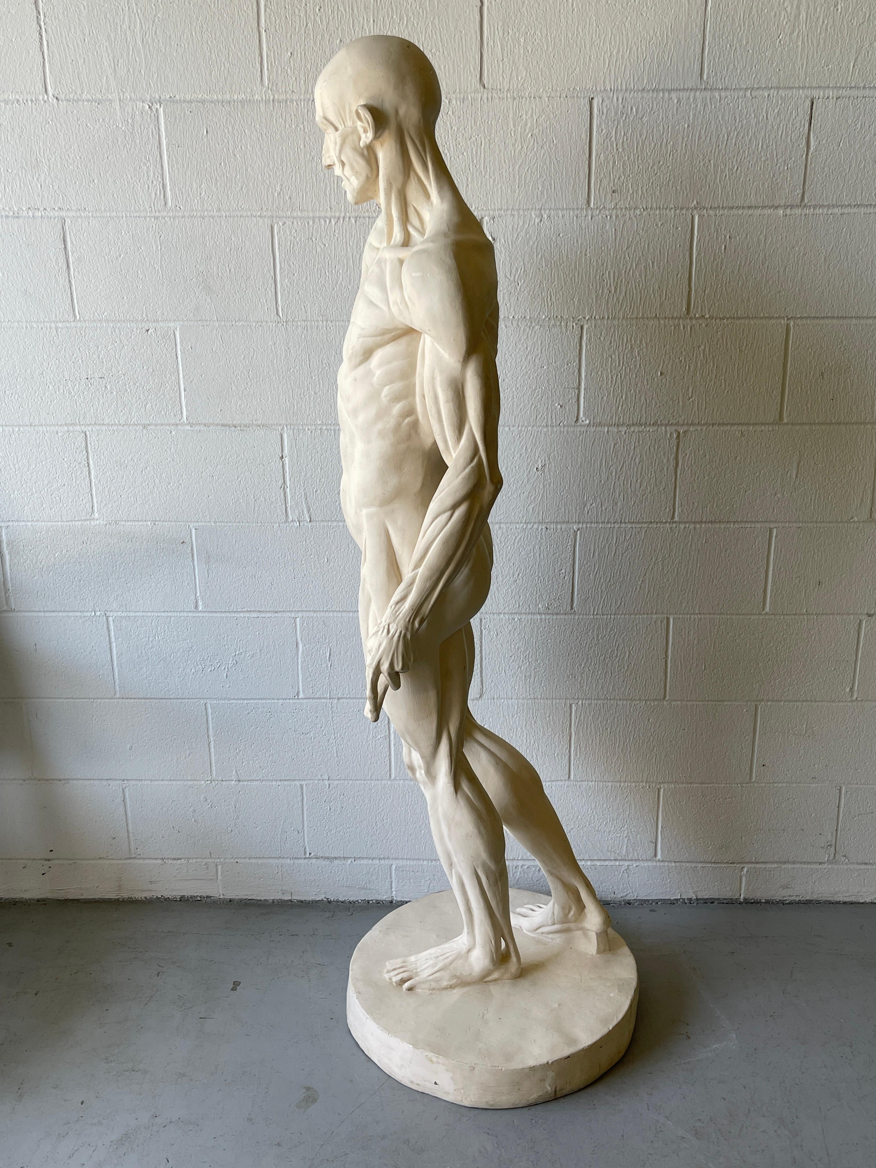 Life Size Anatomical Study of Flayed Male L'ecorche After Jean-Antoine Houdon For Sale 3