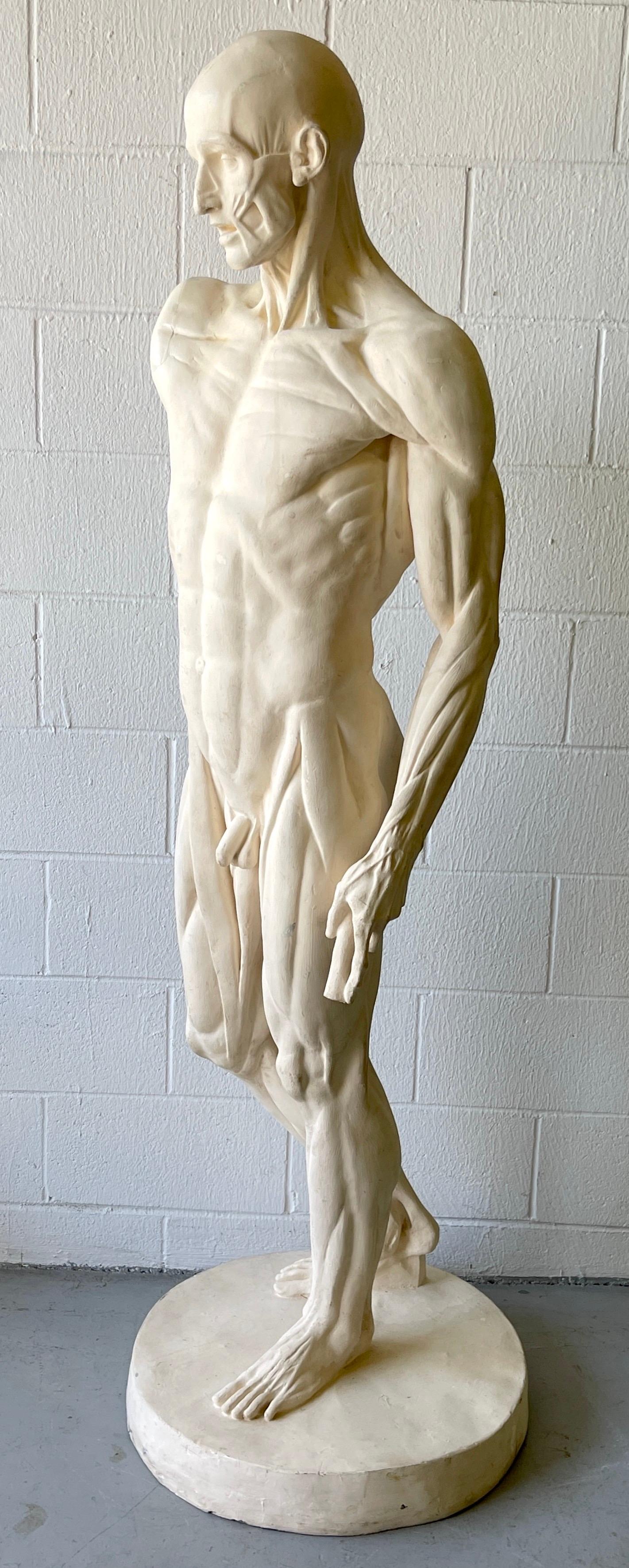 Étude anatomique grandeur nature d'un L'ecorche masculin évasé d'après Jean-Antoine Houdon en vente 8