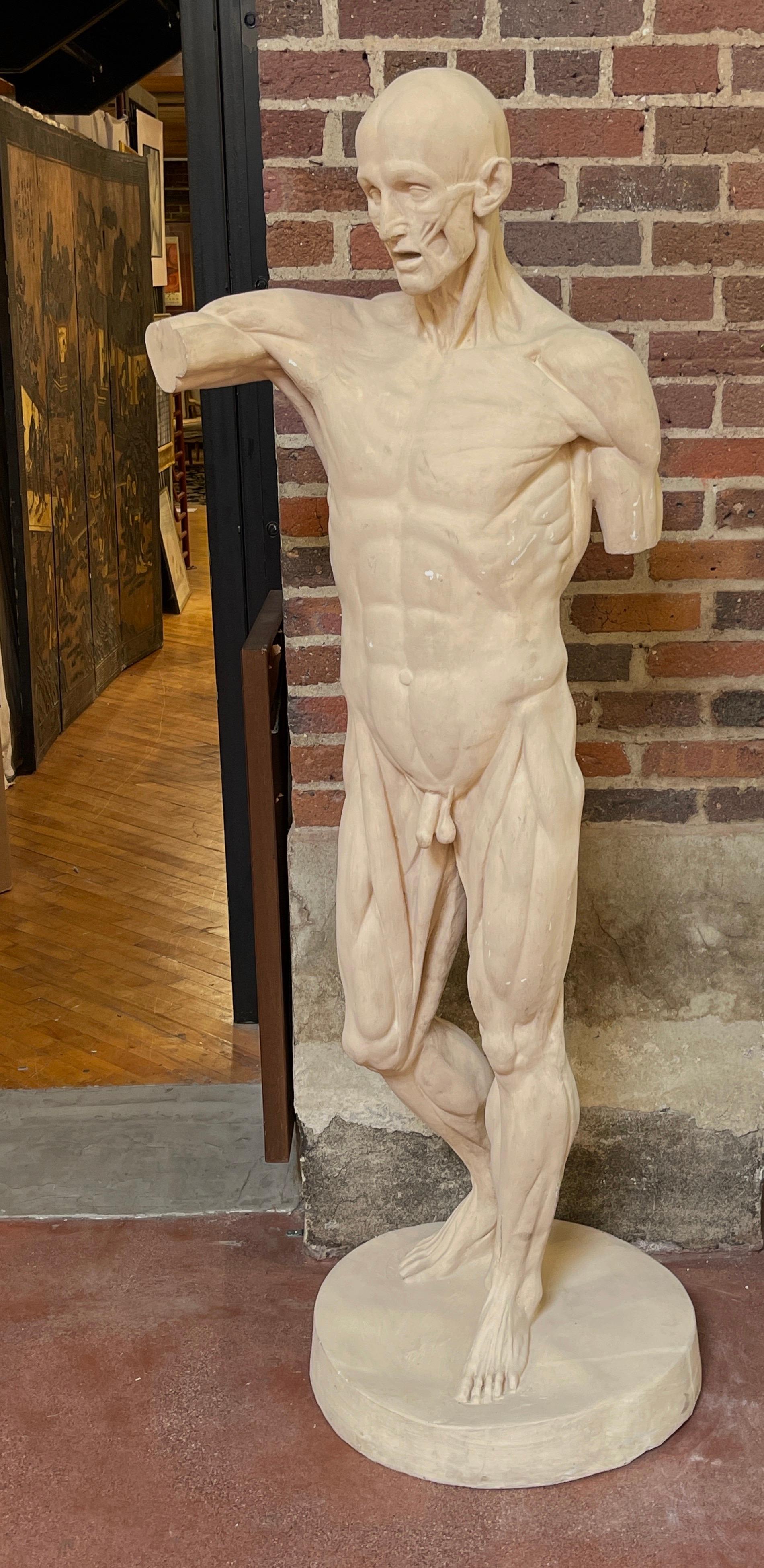 Life Size Anatomical Study of Flayed Male L'ecorche after Jean-Antoine Houdon
USA, 20th Century , Variant of  'Anatomical Man No. 3' 

History
There are numerous versions of  Anatomical Study of Flayed Male L'ecorche by Houdon, also know as Anatomy