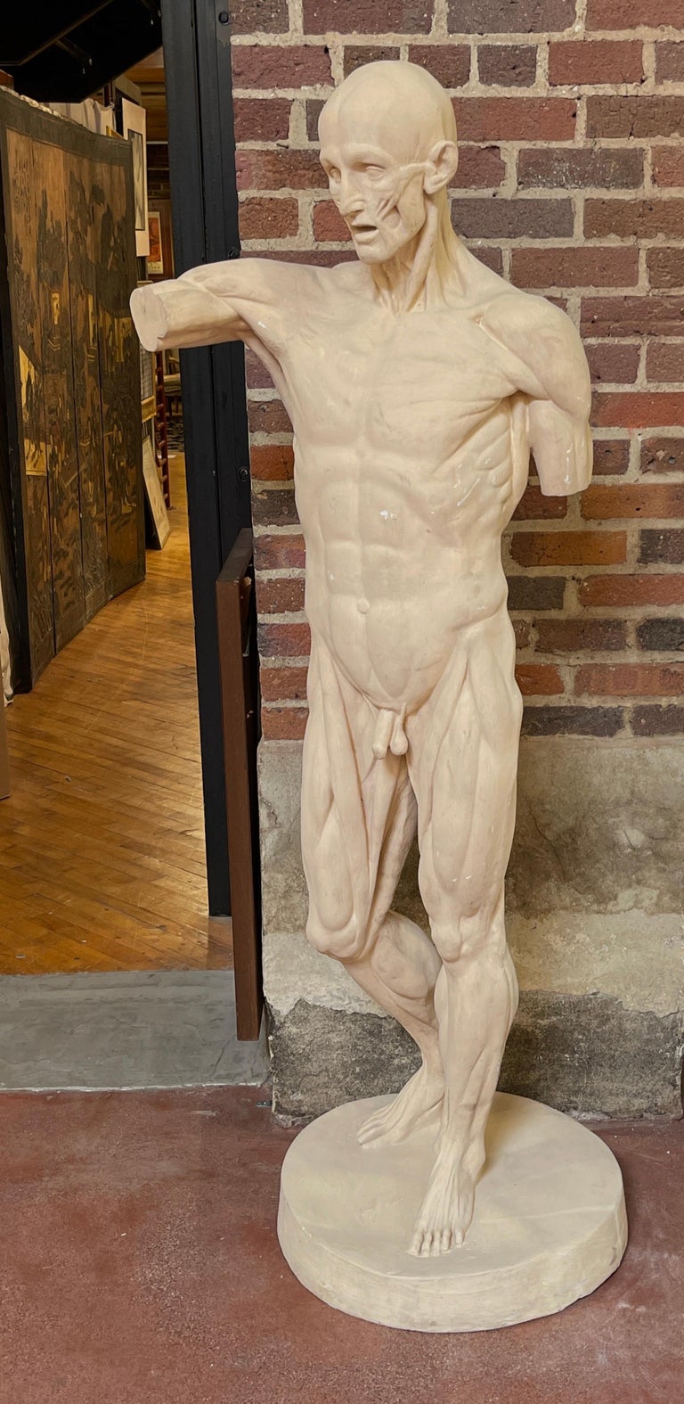 Life Size Anatomical Study of Flayed Male L'ecorche after Jean-Antoine  Houdon at 1stDibs