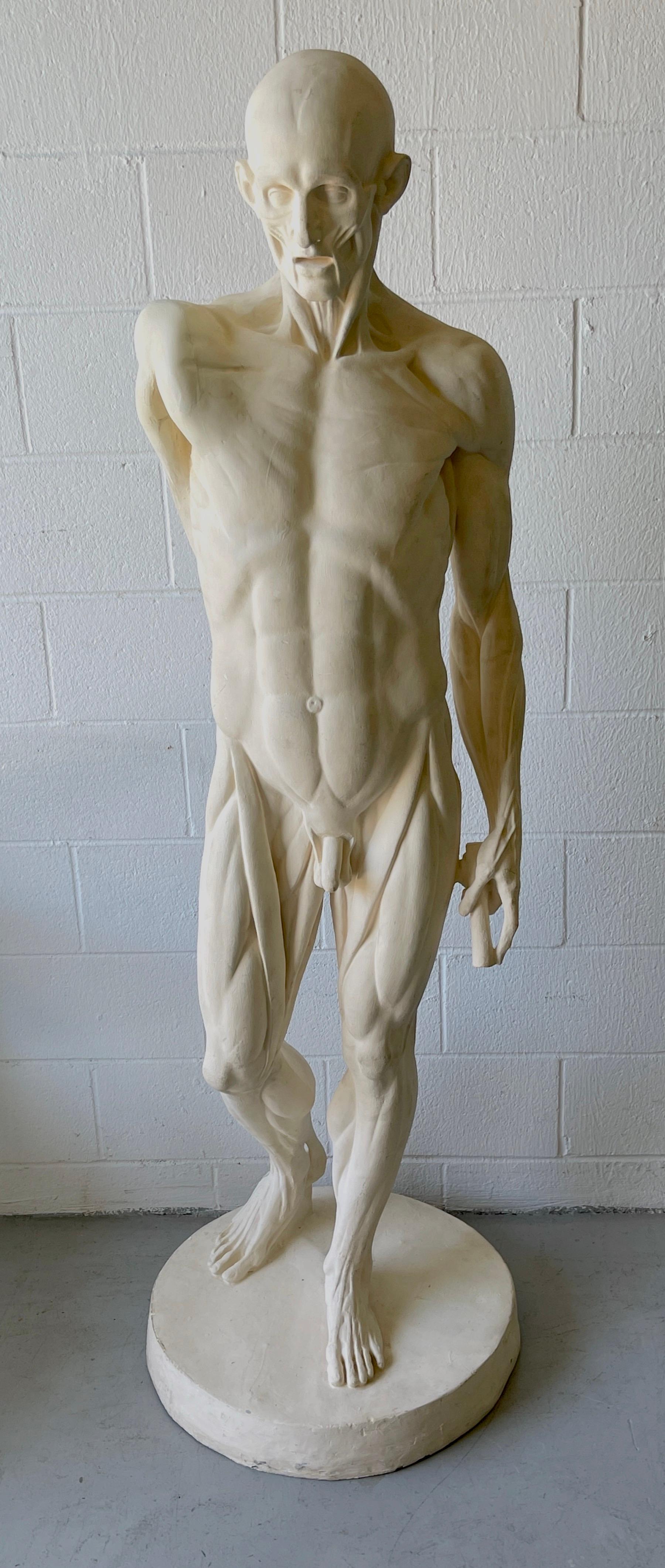 Life Size Anatomical Study of Flayed Male L'ecorche after Jean-Antoine Houdon
USA, 20th century, Variant of 'Anatomical Man No. 3' 
This work we are offering is a variant, without the outstretched arm. 
This work is a hollow composition casting,