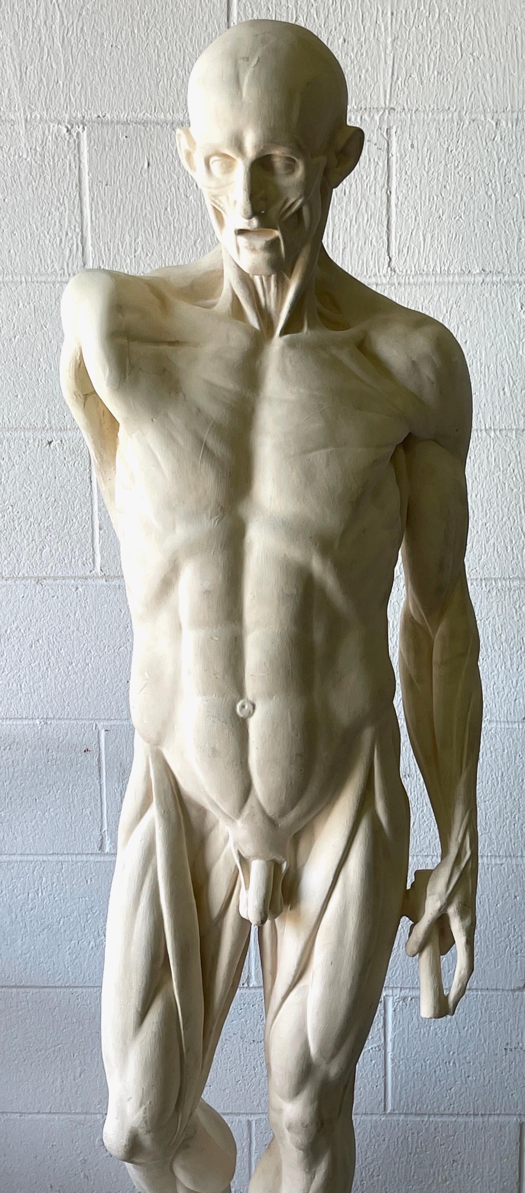 Anatomische Studien von ausgestelltem männlichem L'ecorche in Lebensgröße nach Jean-Antoine Houdon (Neoklassisch) im Angebot