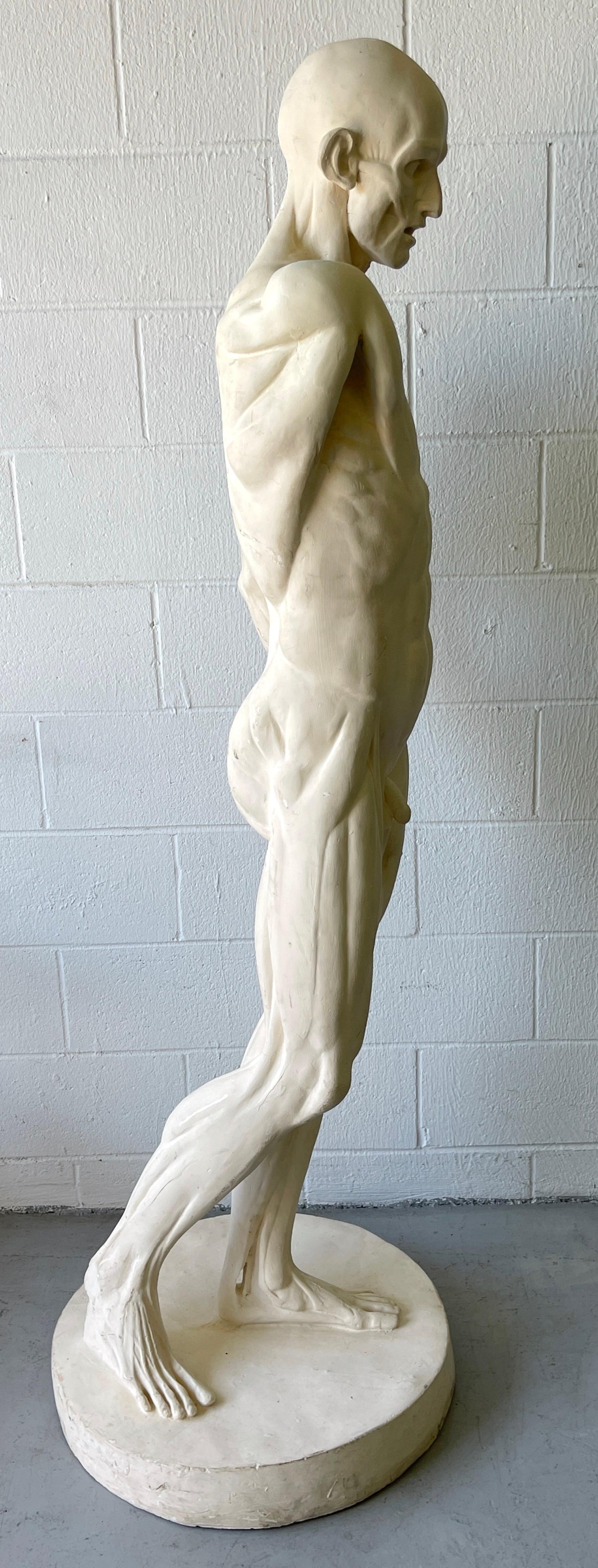 Américain Étude anatomique grandeur nature d'un L'ecorche masculin évasé d'après Jean-Antoine Houdon en vente