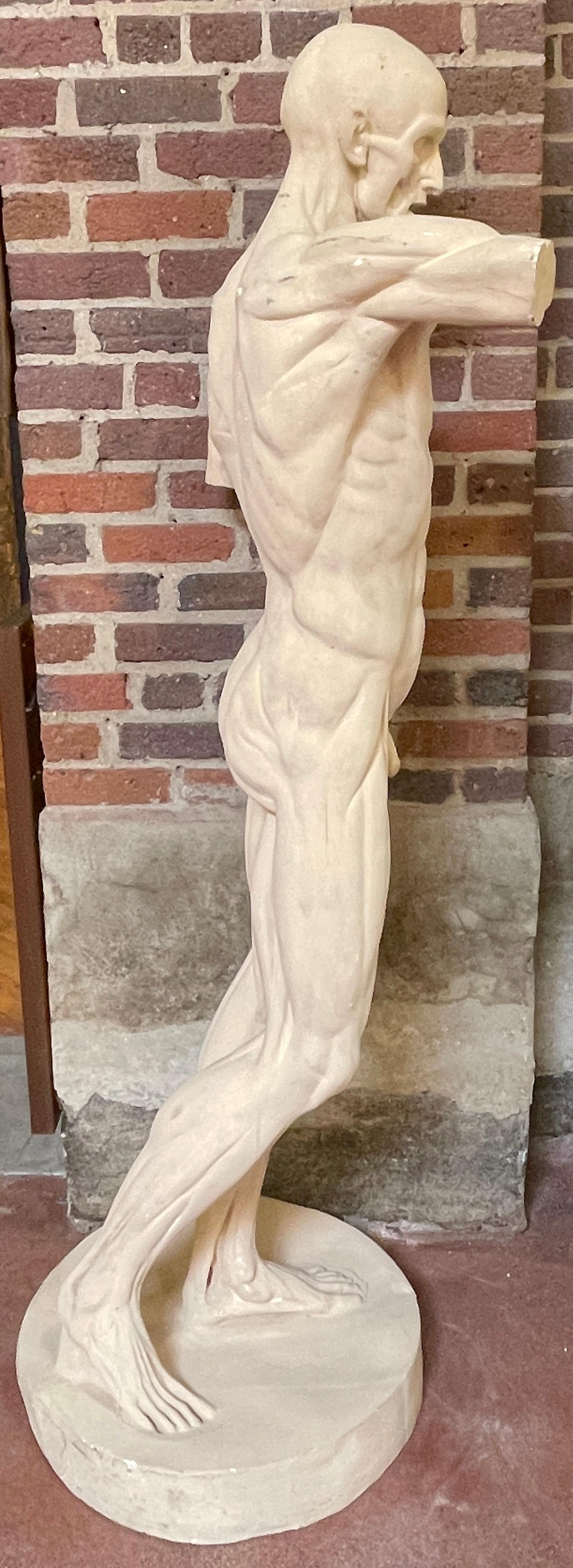 Polychromed Life Size Anatomical Study of Flayed Male L'ecorche after Jean-Antoine Houdon
