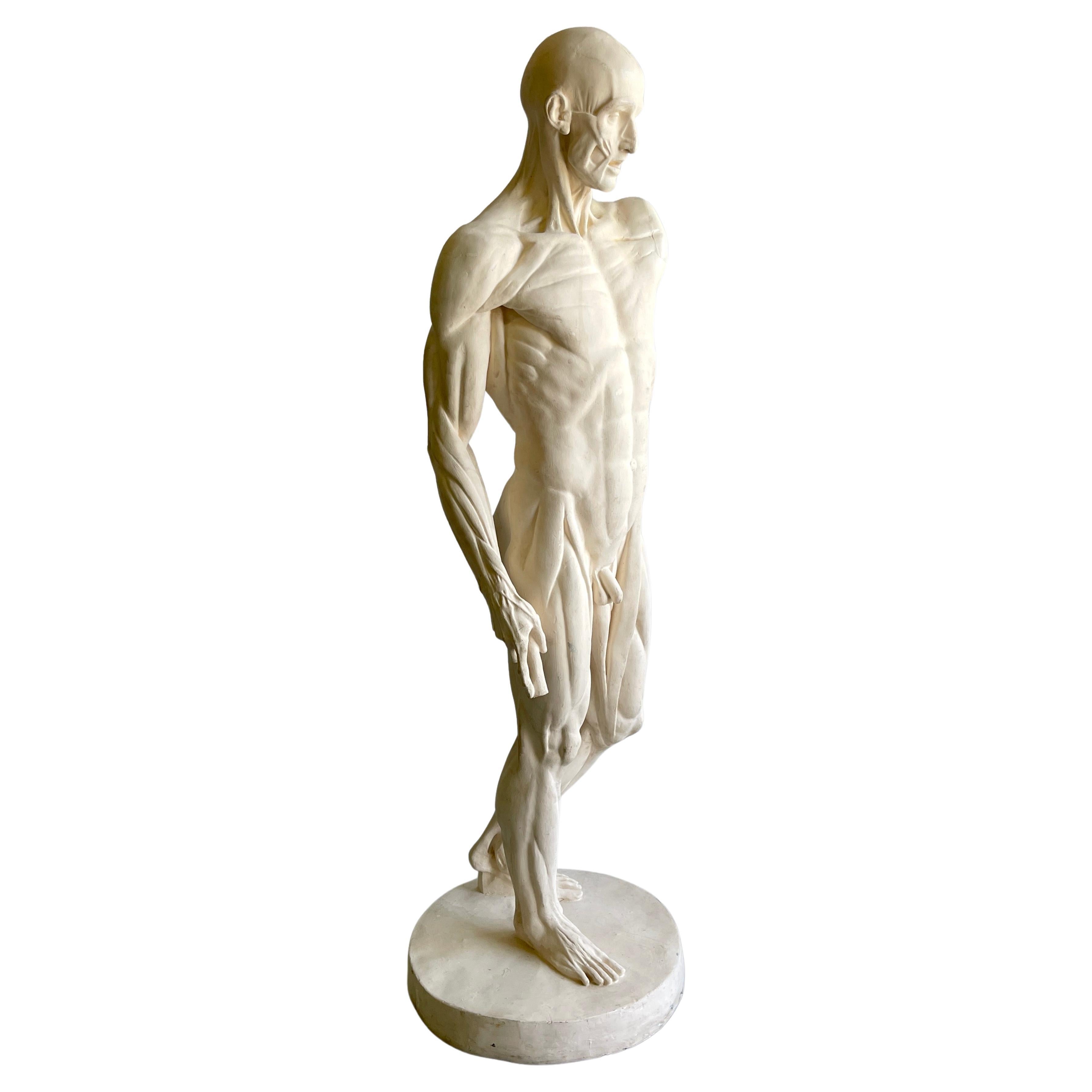 Life Size Anatomical Study of Flayed Male L'ecorche After Jean-Antoine Houdon For Sale
