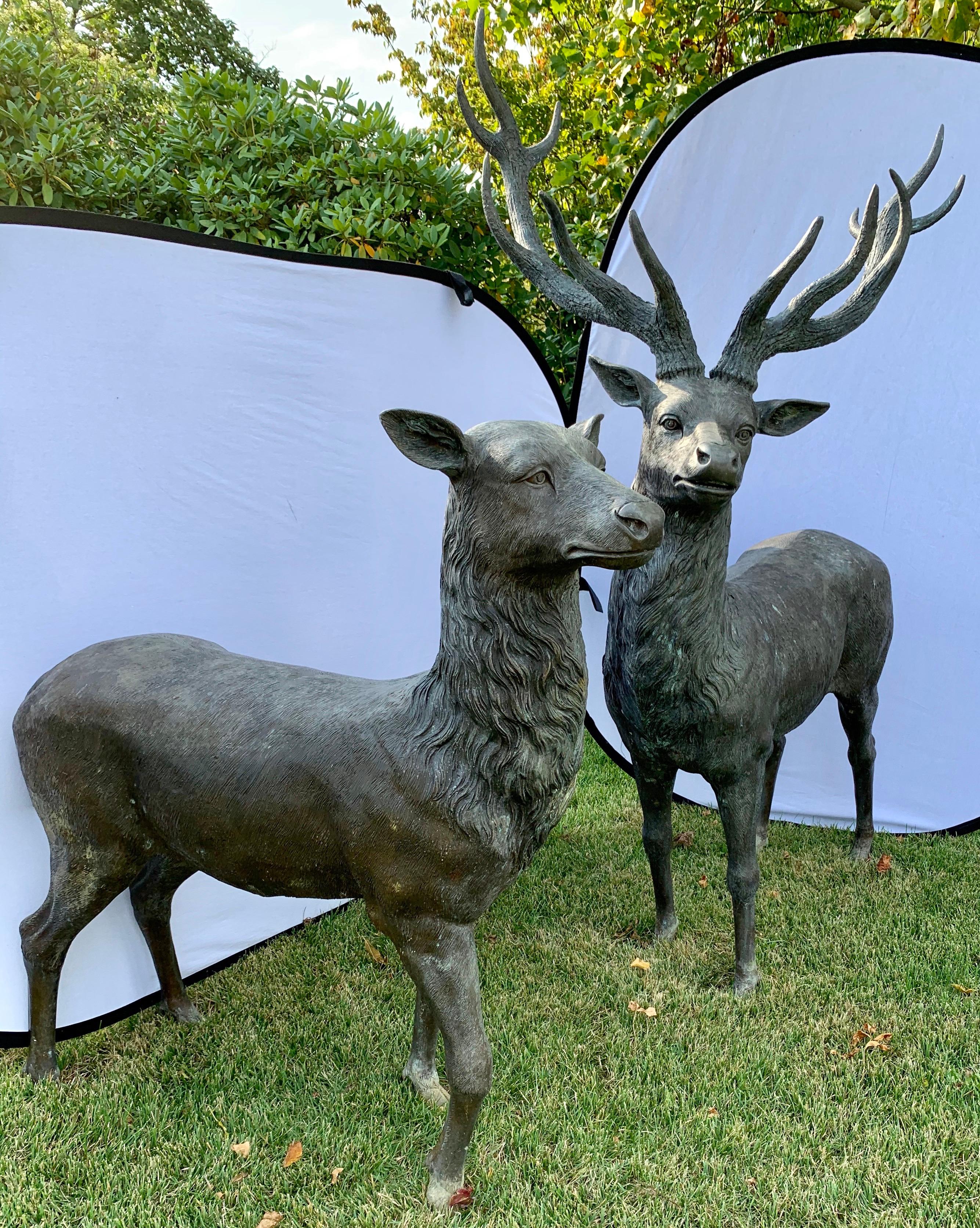 Rare pair of life-size cast bronze reindeer and deer, as shown in pictures below.
Exceptional craftsmanship and scale. Now, more than ever, home is where the heart is.
The larger one's dimensions are at bottom and the shorter one's dimensions