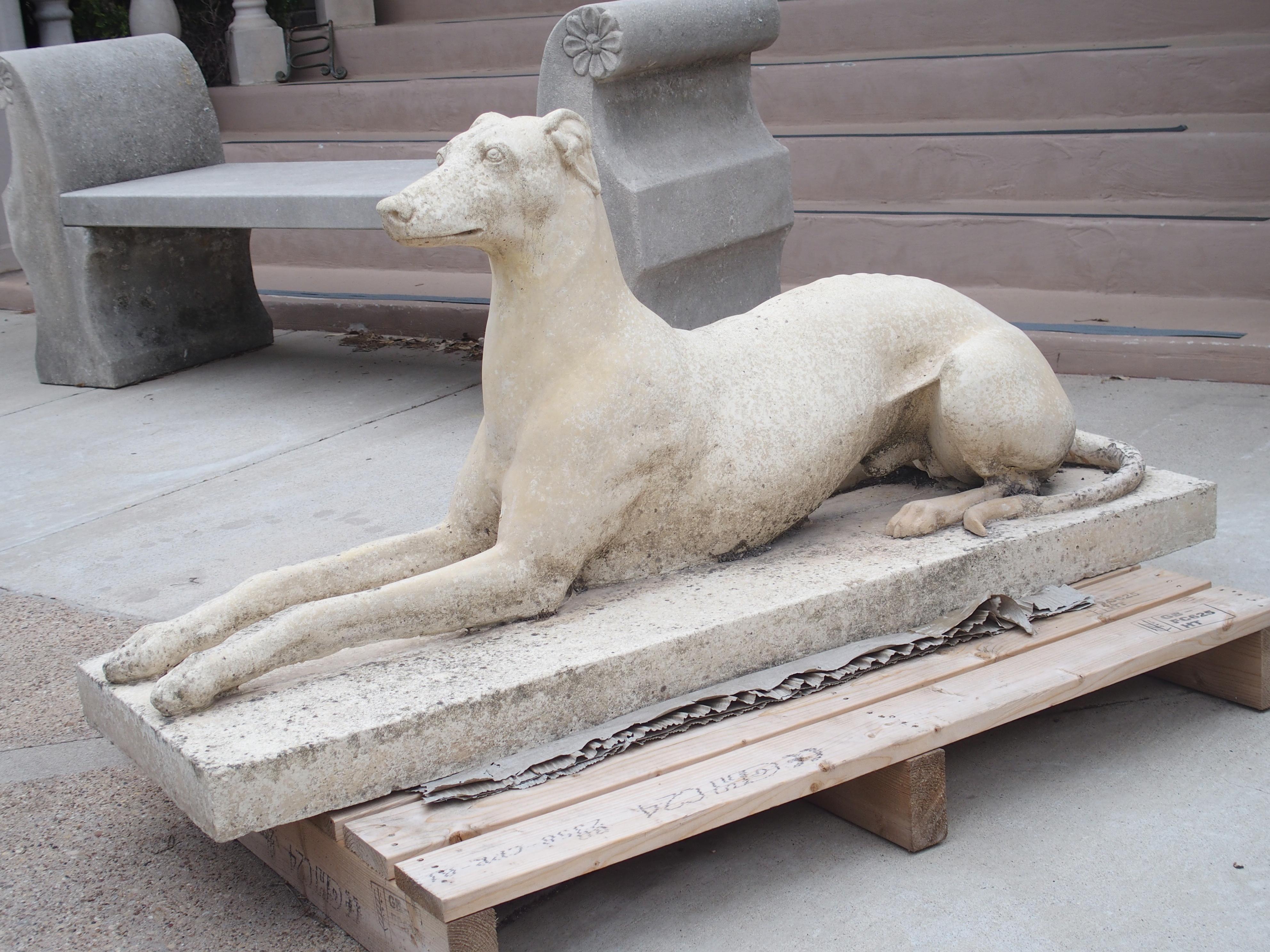 A regal and life-sized composite stone greyhound garden statue from England, the stoic dog has been cast in a recumbent position on top of a three inch thick rectangular base. The dog is looking alertly into the distance, with its ears pinned back.