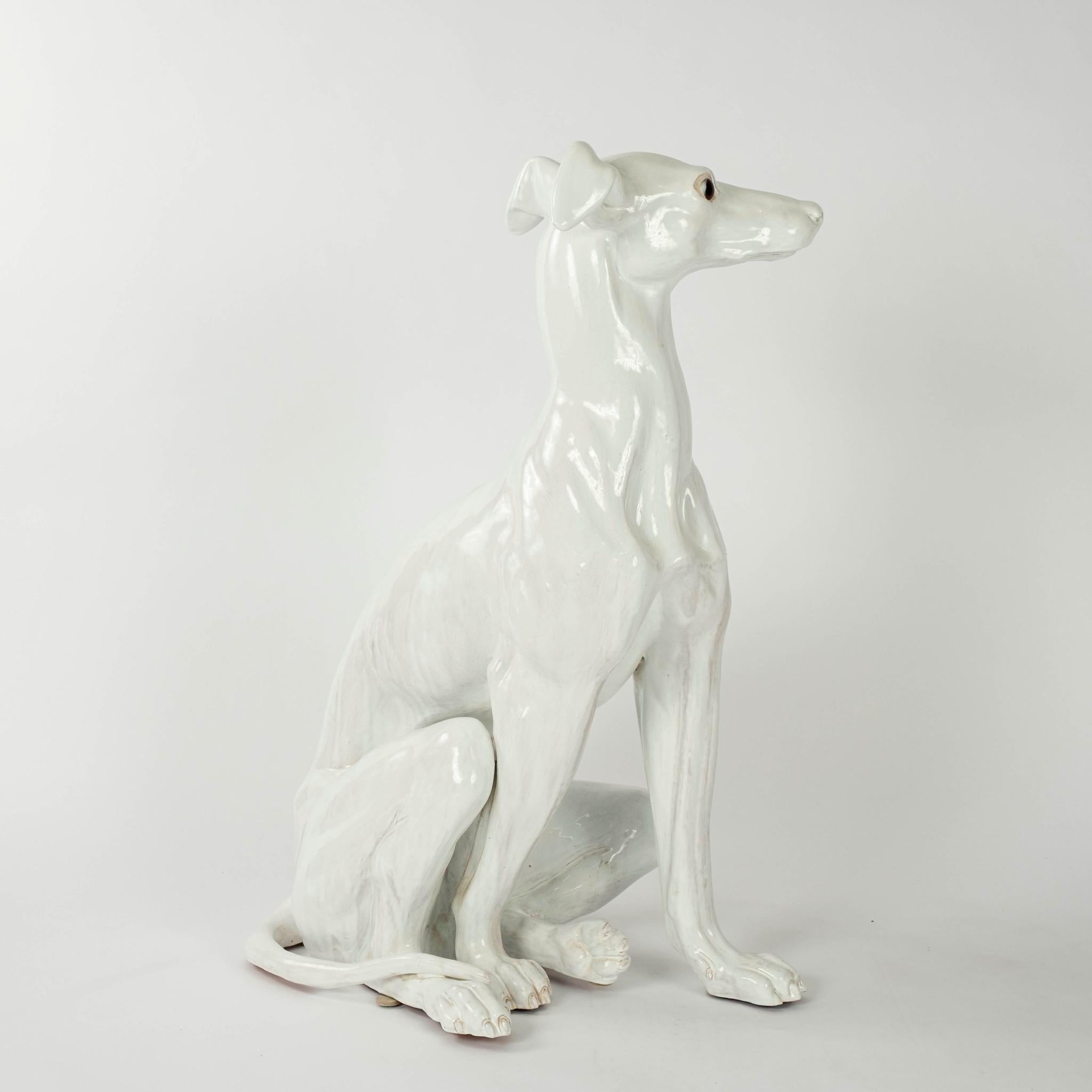 white italian greyhound