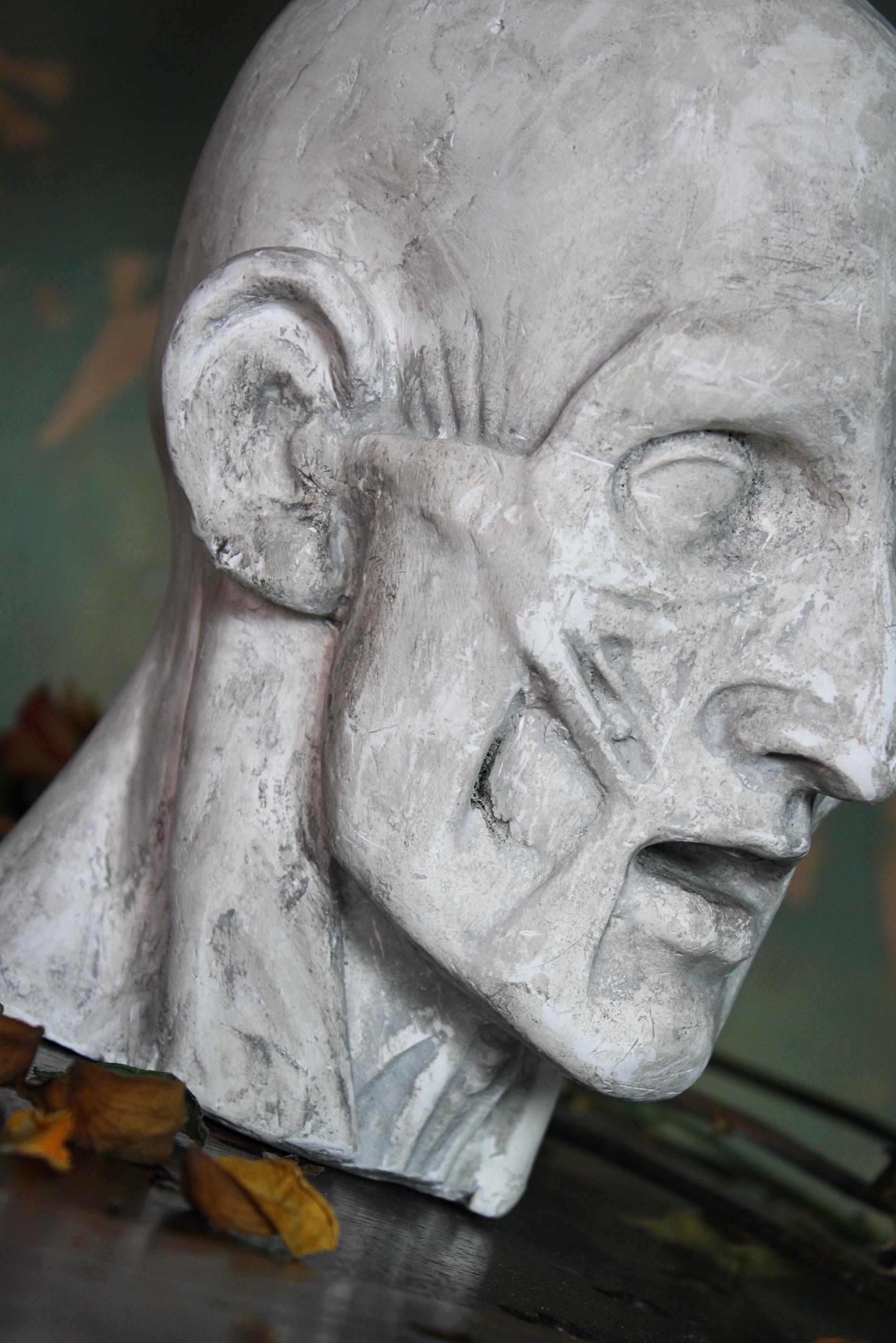 Life-Size Late 19th Century Plaster Ecorche Bust Anatomical Flayed Figure In Good Condition In Lowestoft, GB