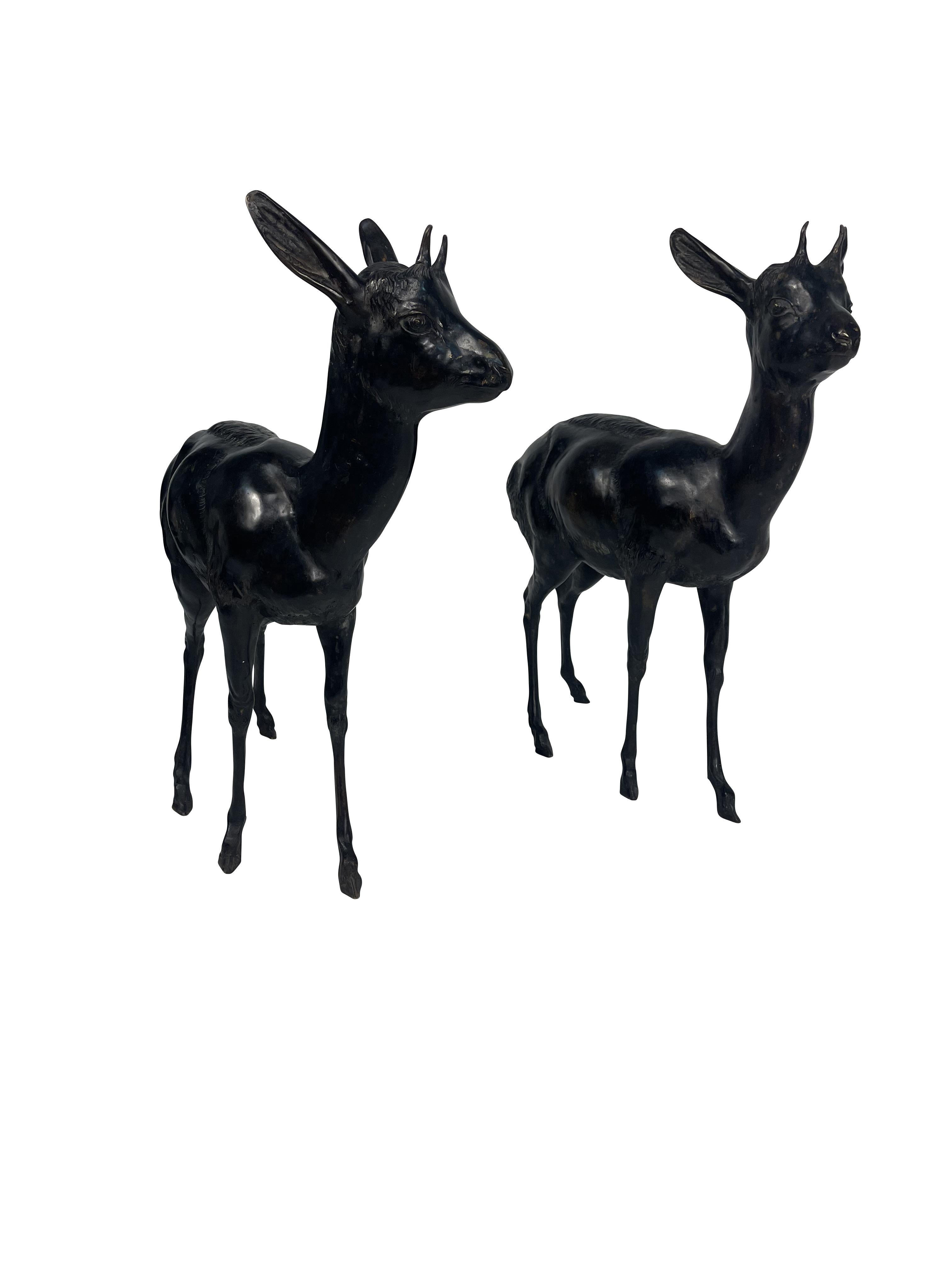 A male and female African large bronze life size Dik Dik sculptures in excellent condition. Great attention to detail,with lovely markings of their fur throughout and wonderful expressions on both male and female.  Male measures 26.10 H X 23.25 W 