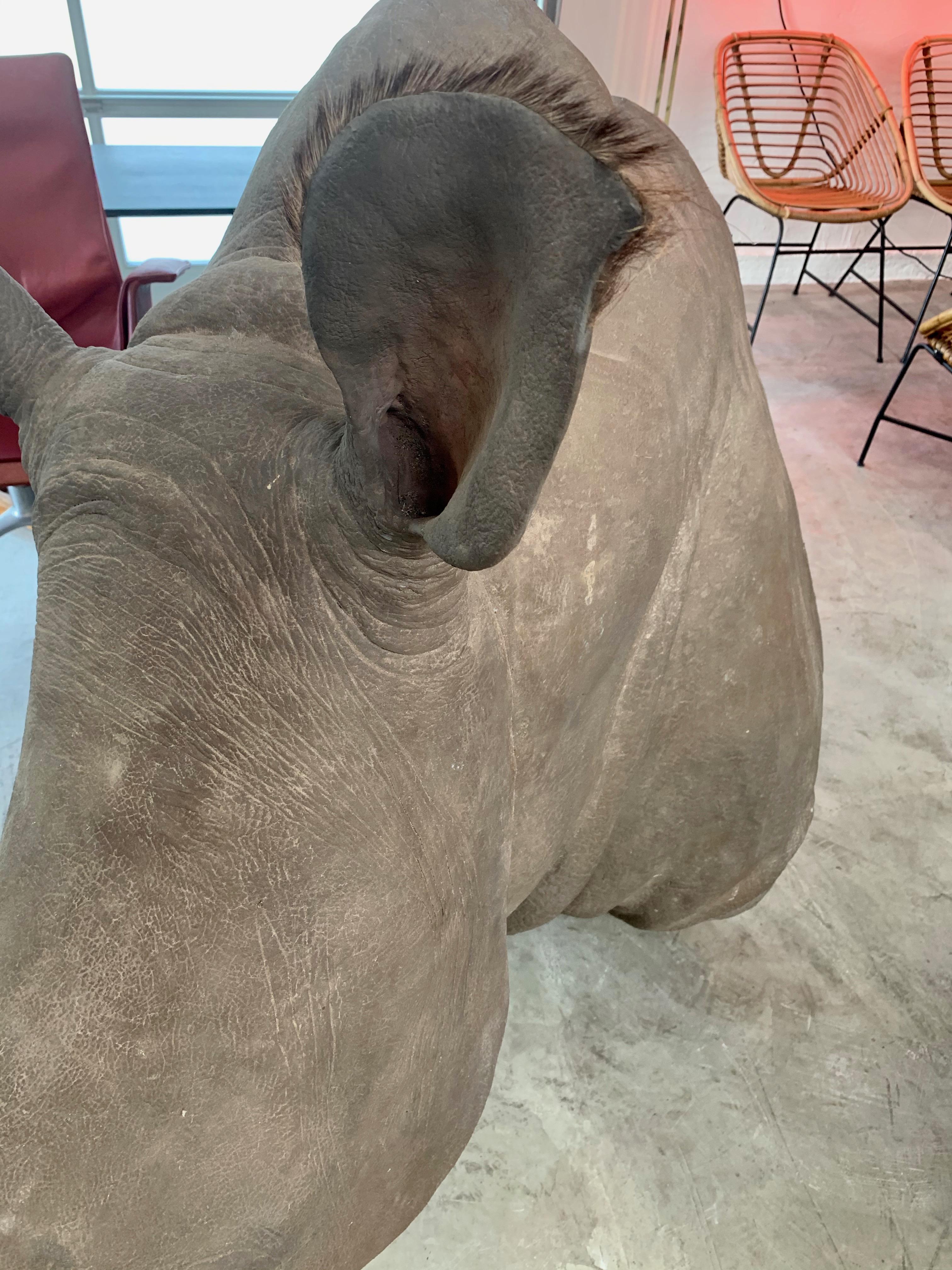 Glass Life-Size Rhino Mount Replica